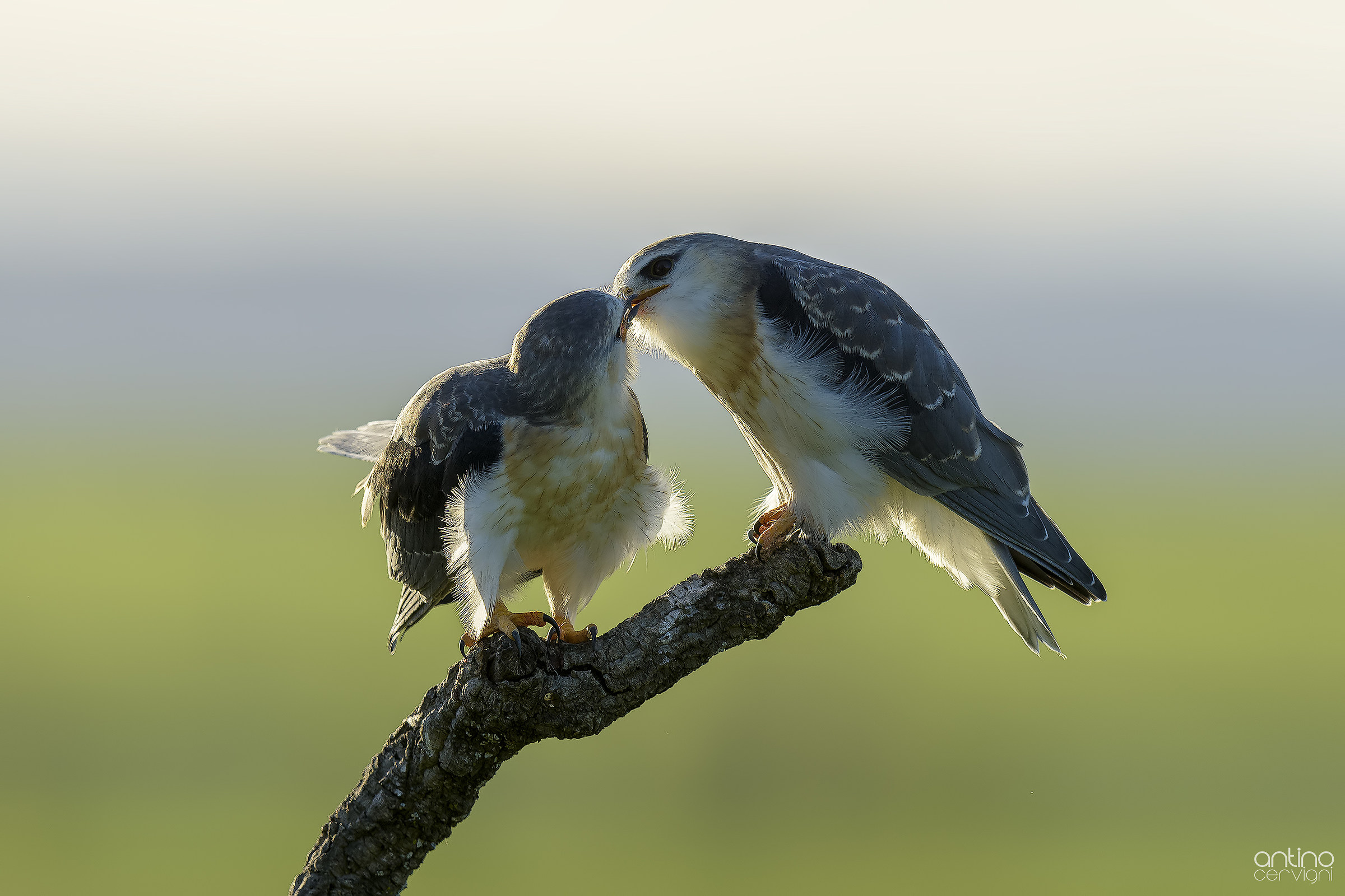 Due piccoli fratelli di nibbio bianco