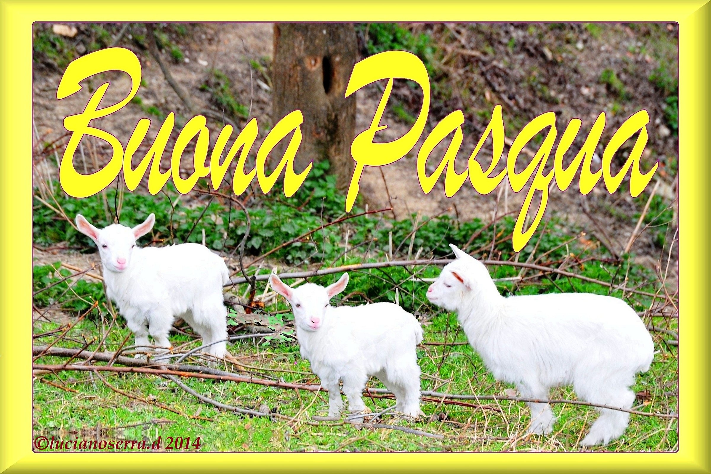 Buona Pasqua a Tutti Voi