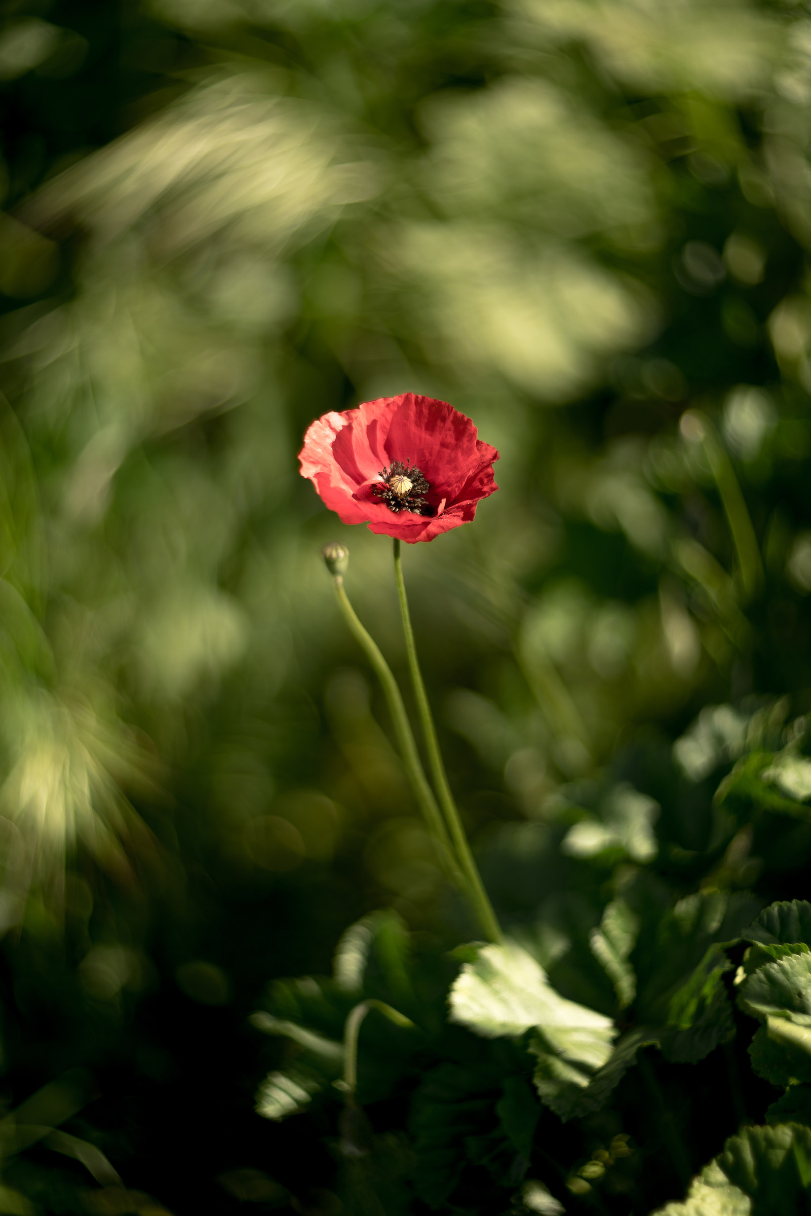 Coquelicot