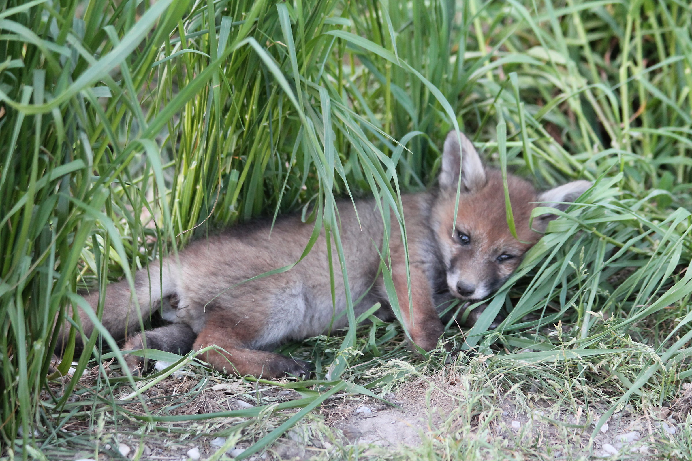 Puppy fox