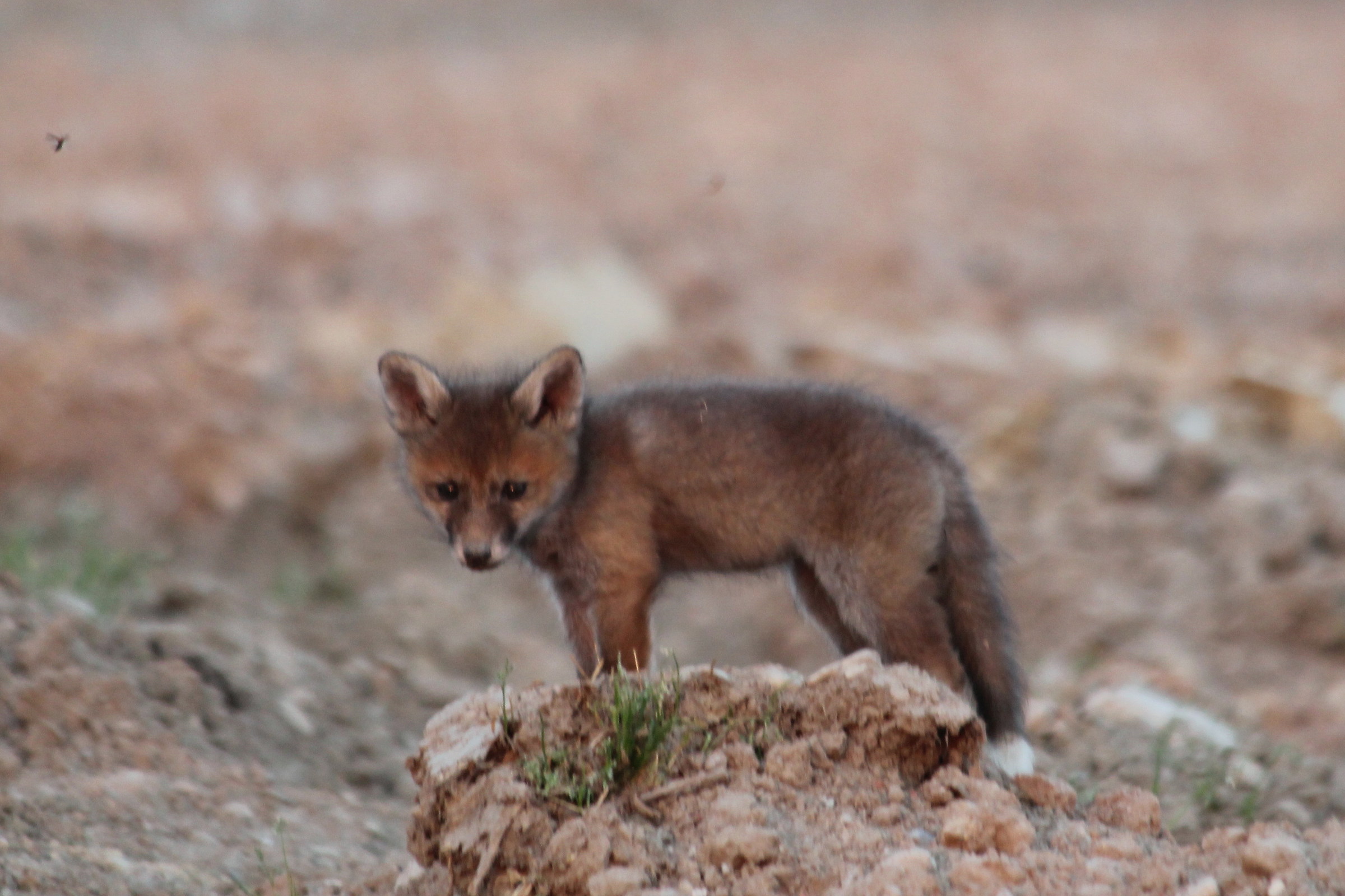 Puppy fox