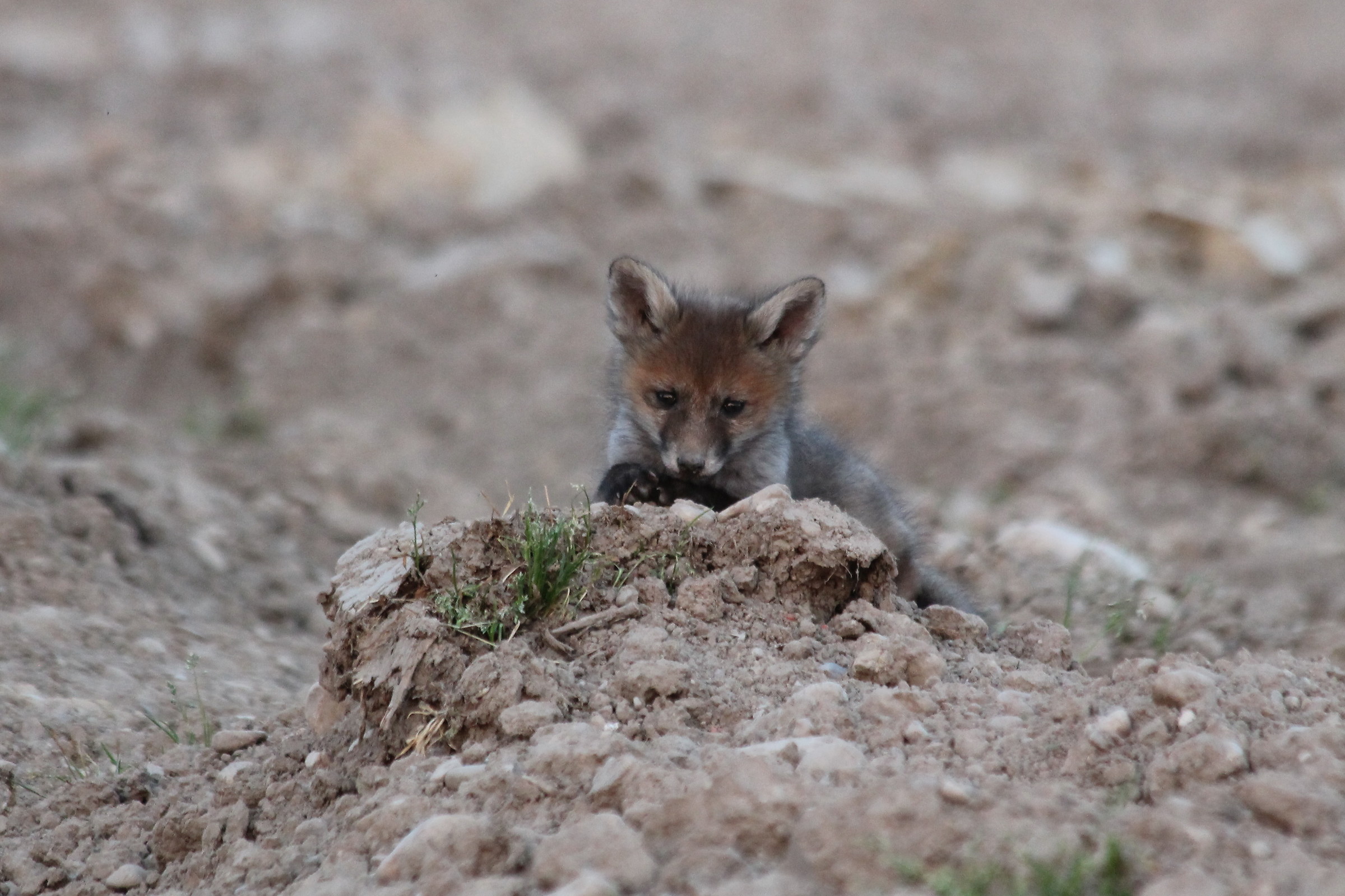 Puppy fox