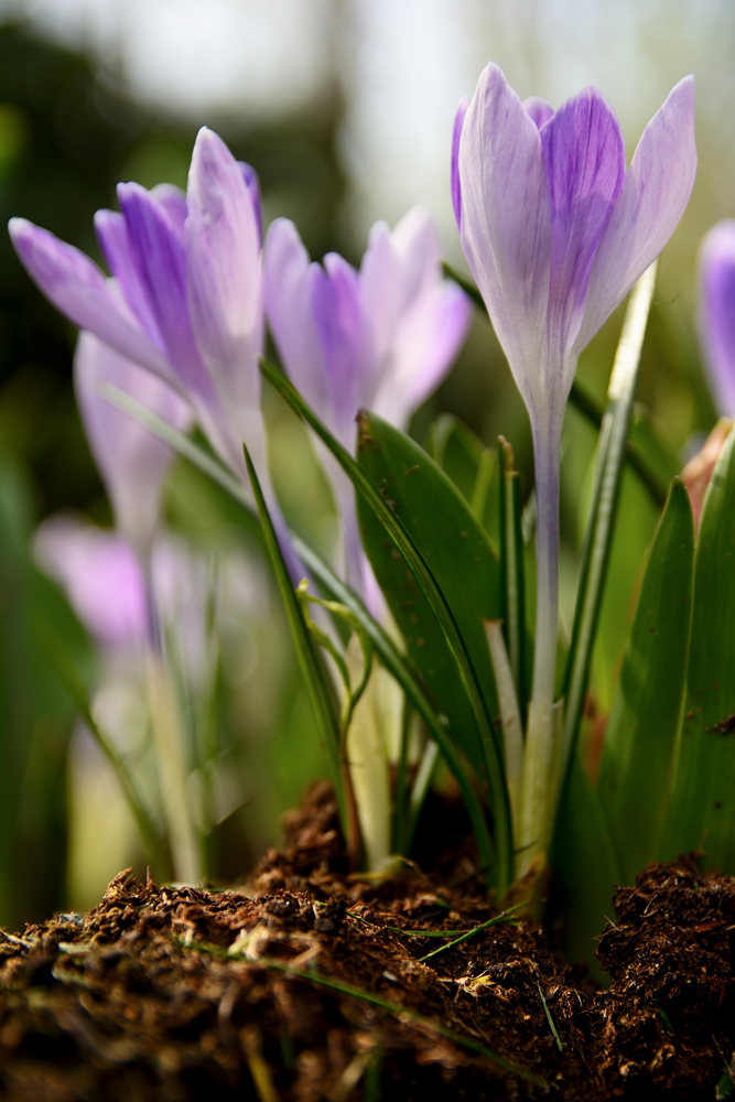 Finally Crous - Keukenhof 20170331