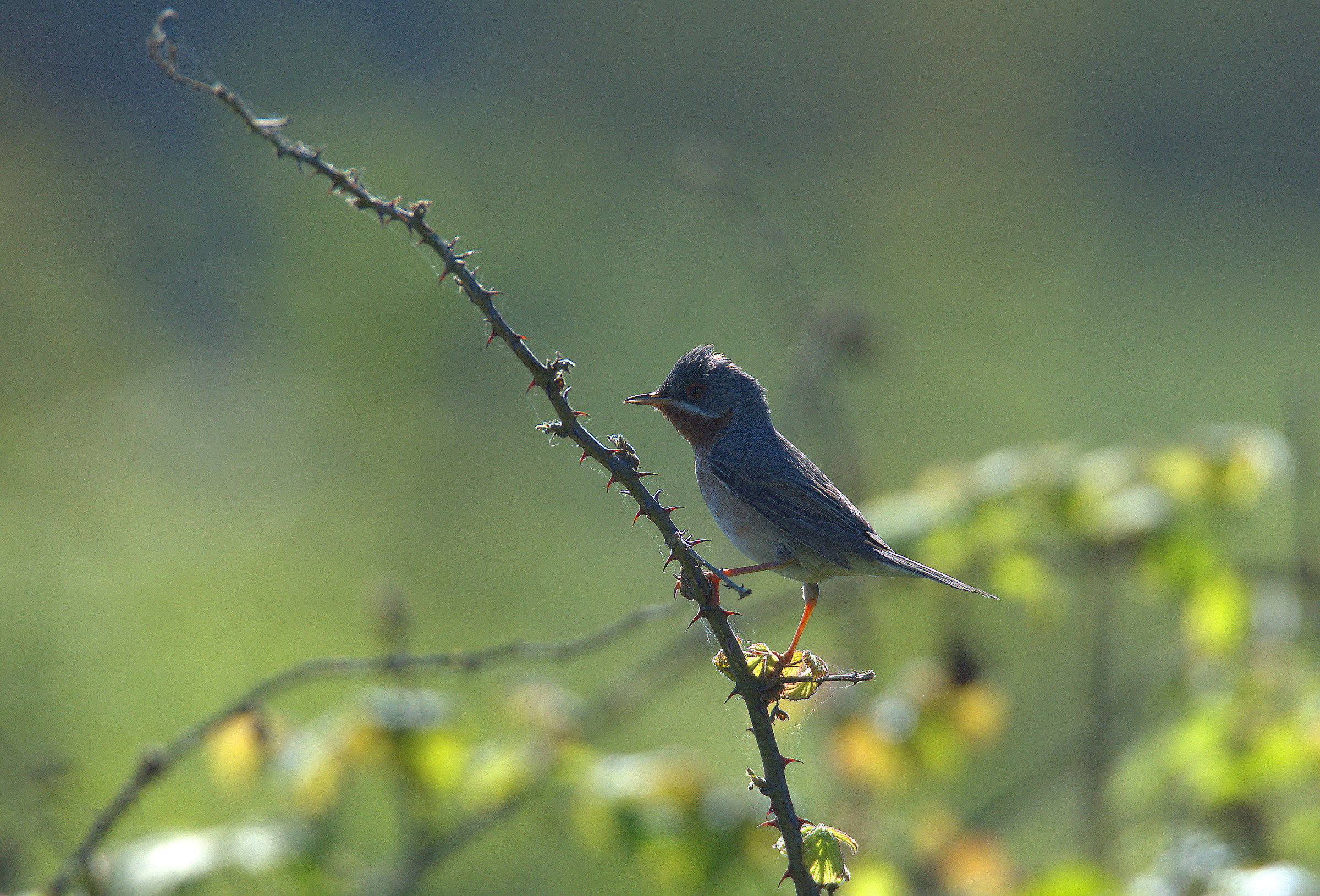 subalpine Warbler