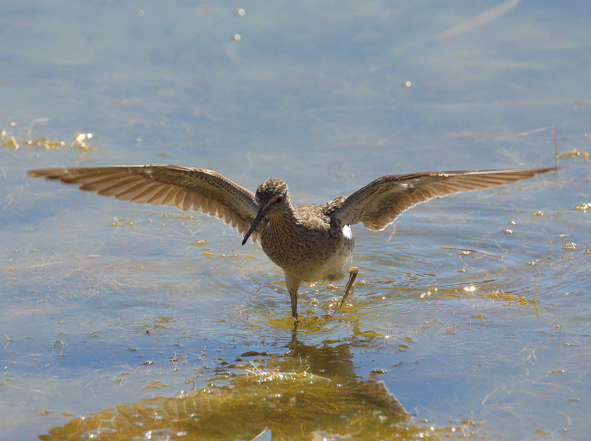 Piro piro boschereccio