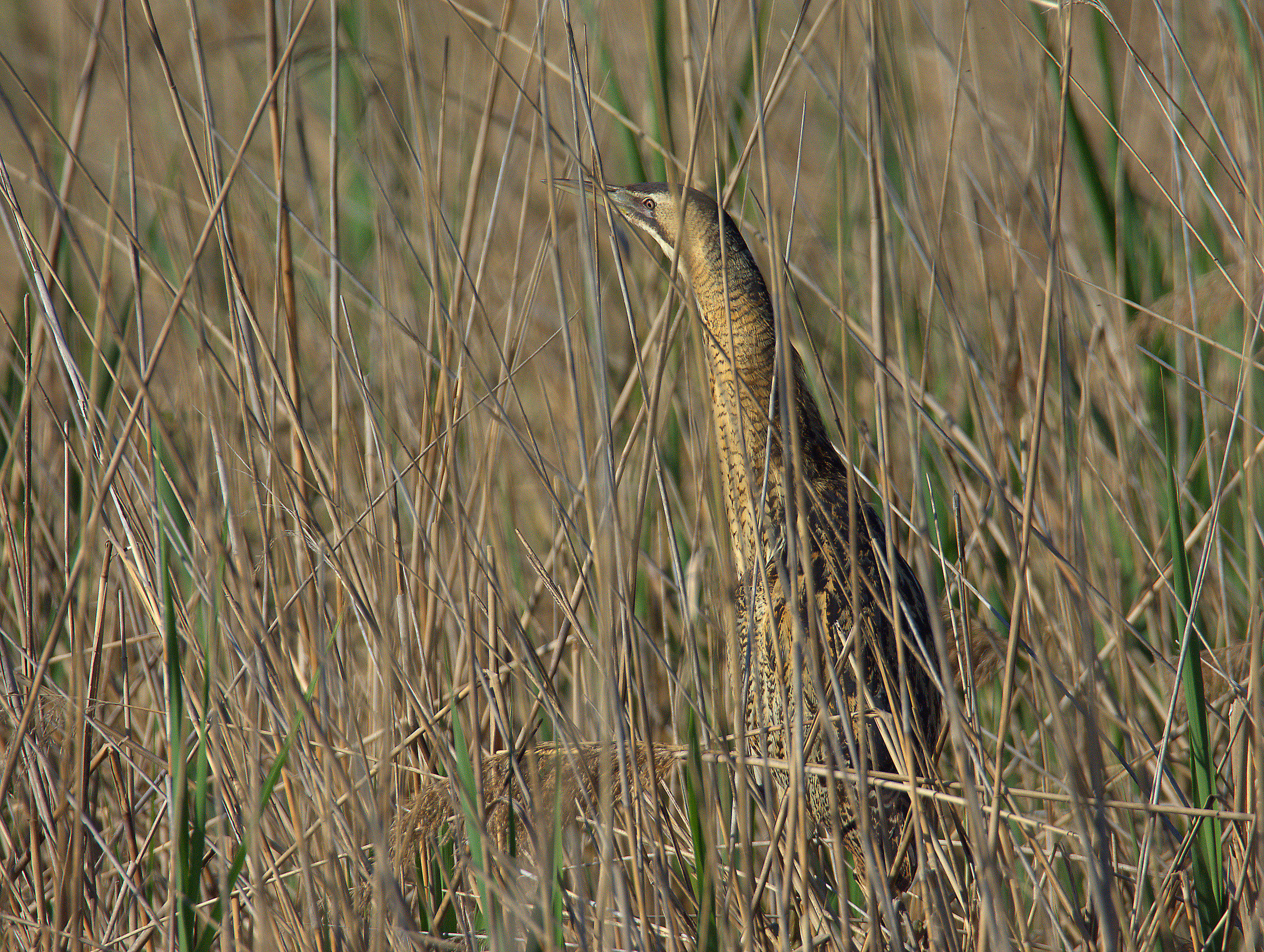 Bittern