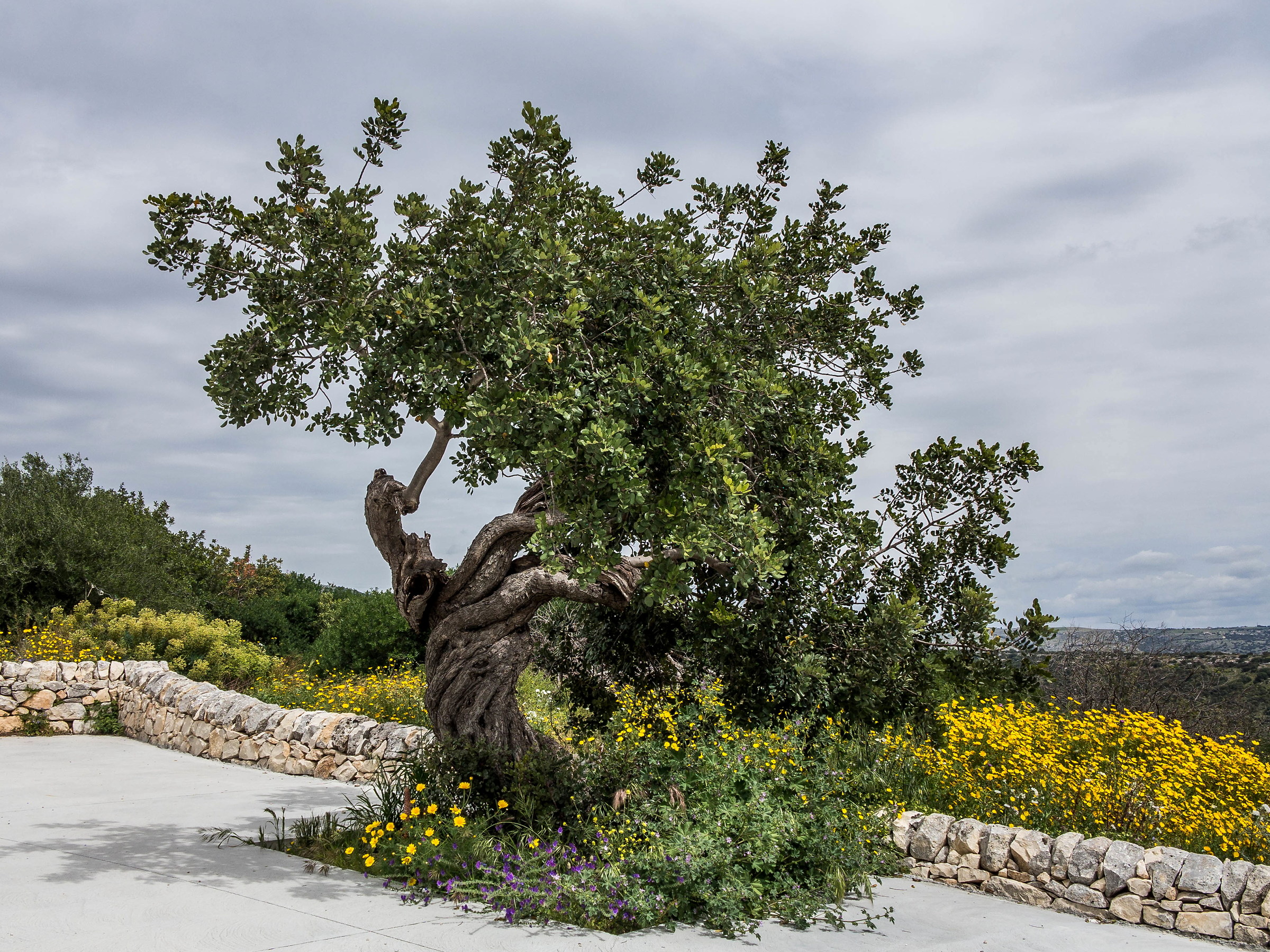 The carob and spring