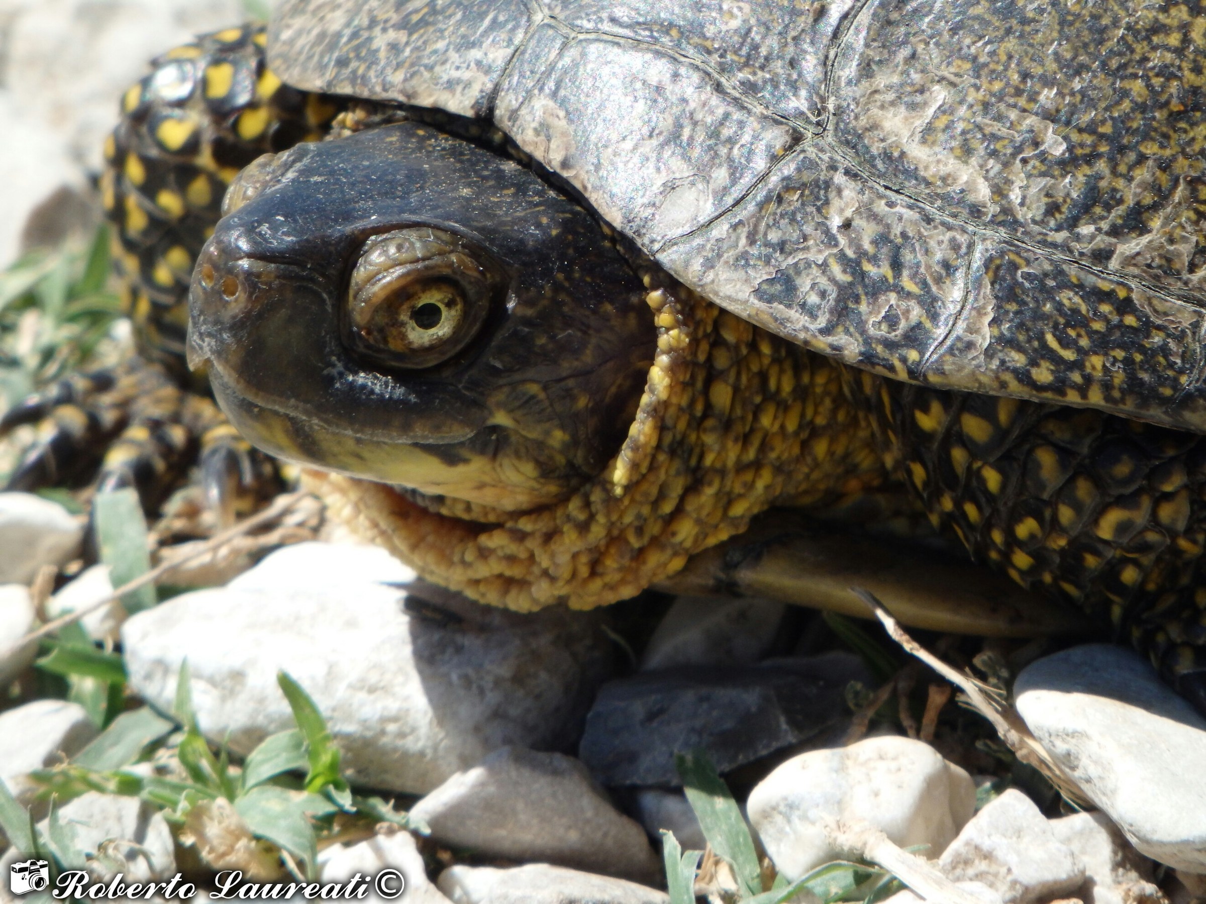 European pond turtle