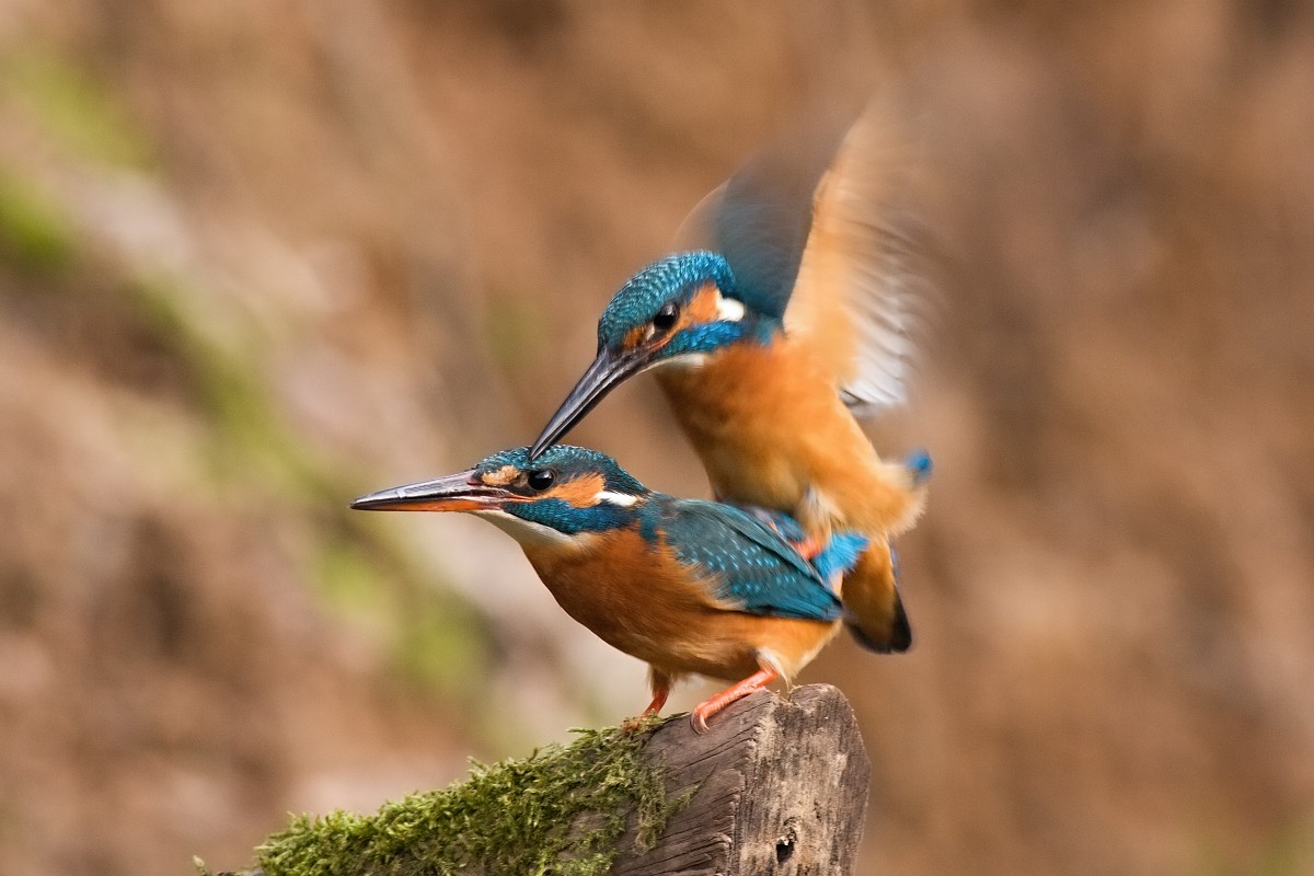 Kingfishers love