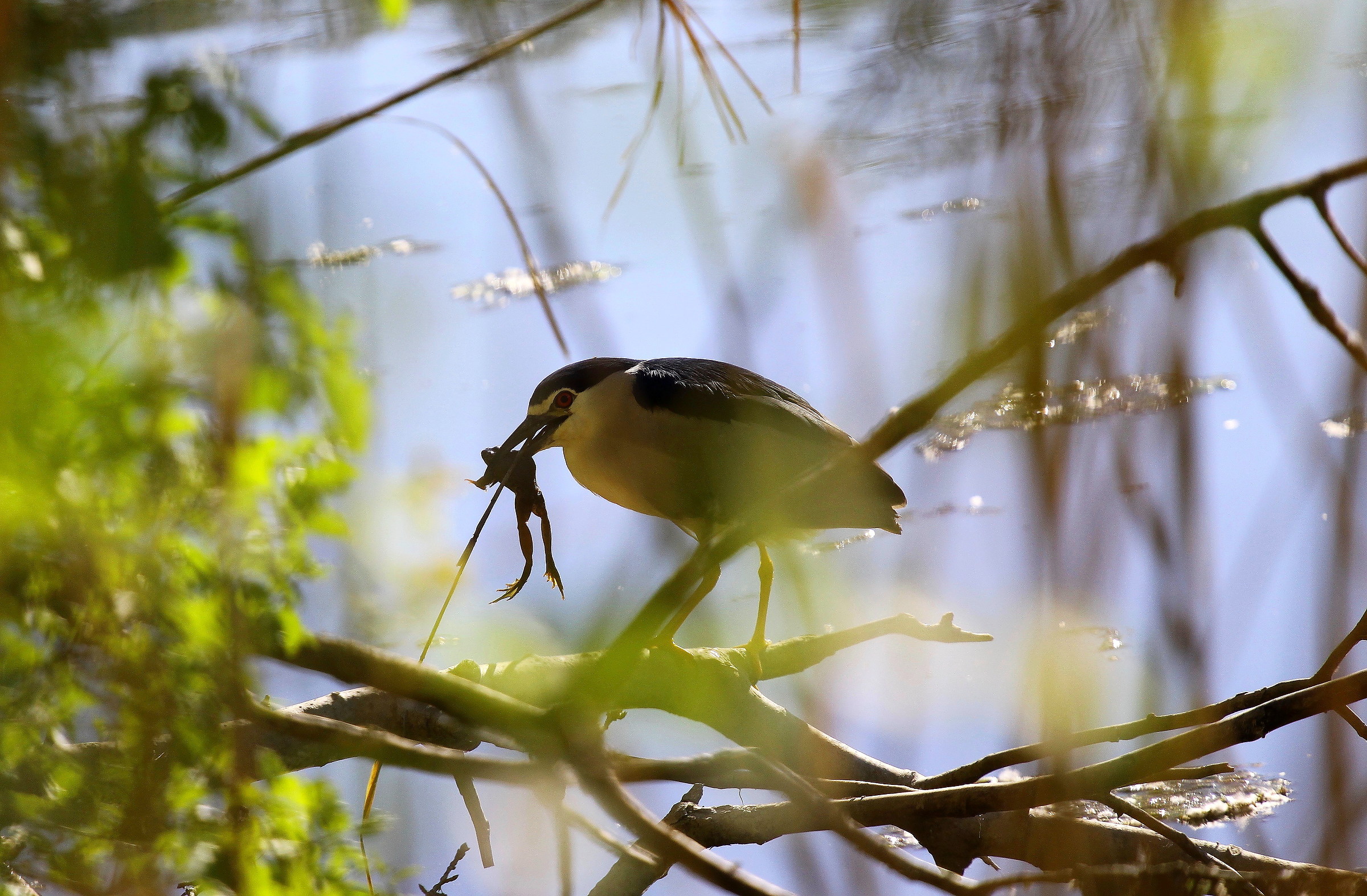 lunch the night heron