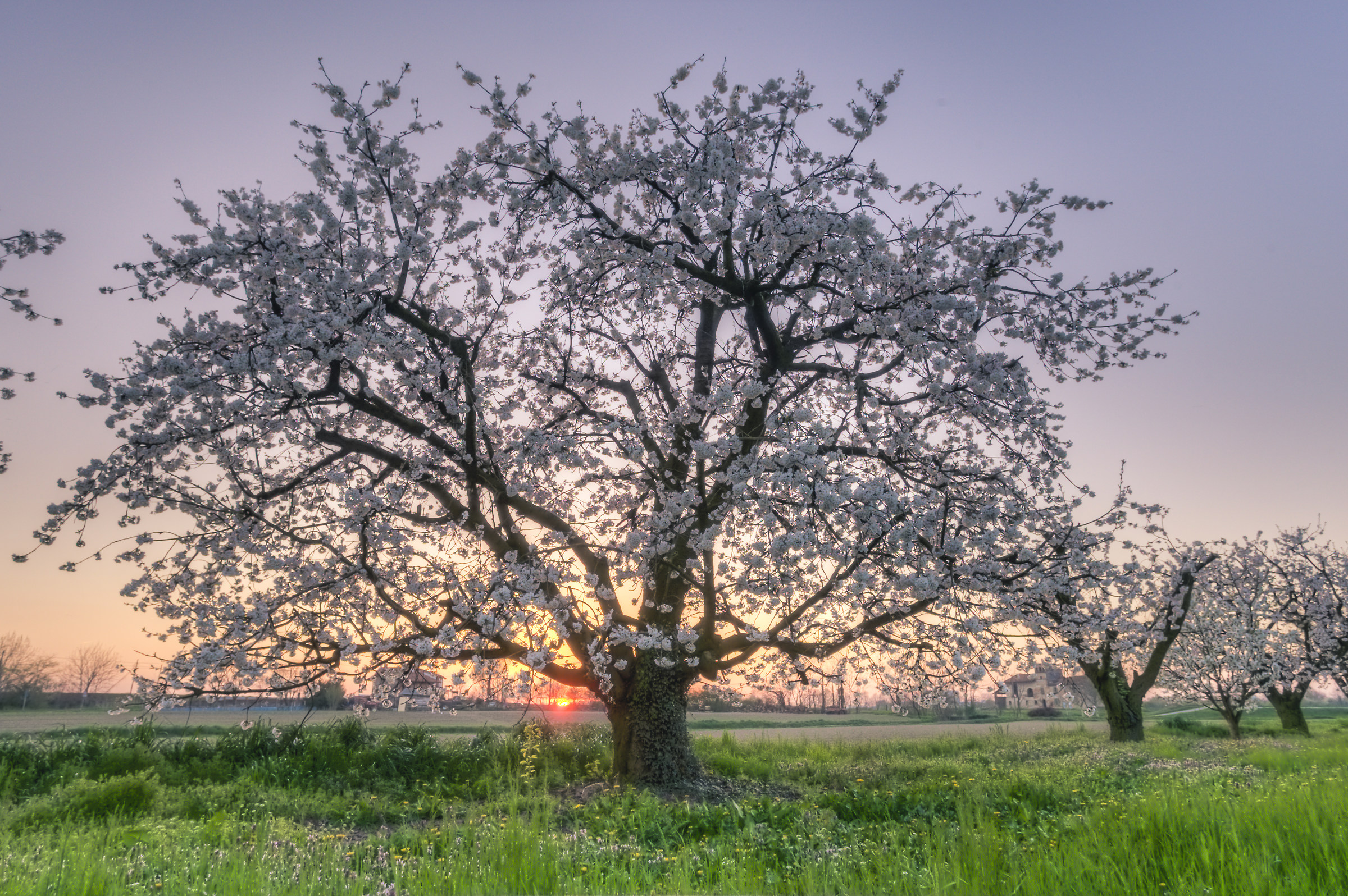 Cherry trees at Sunset