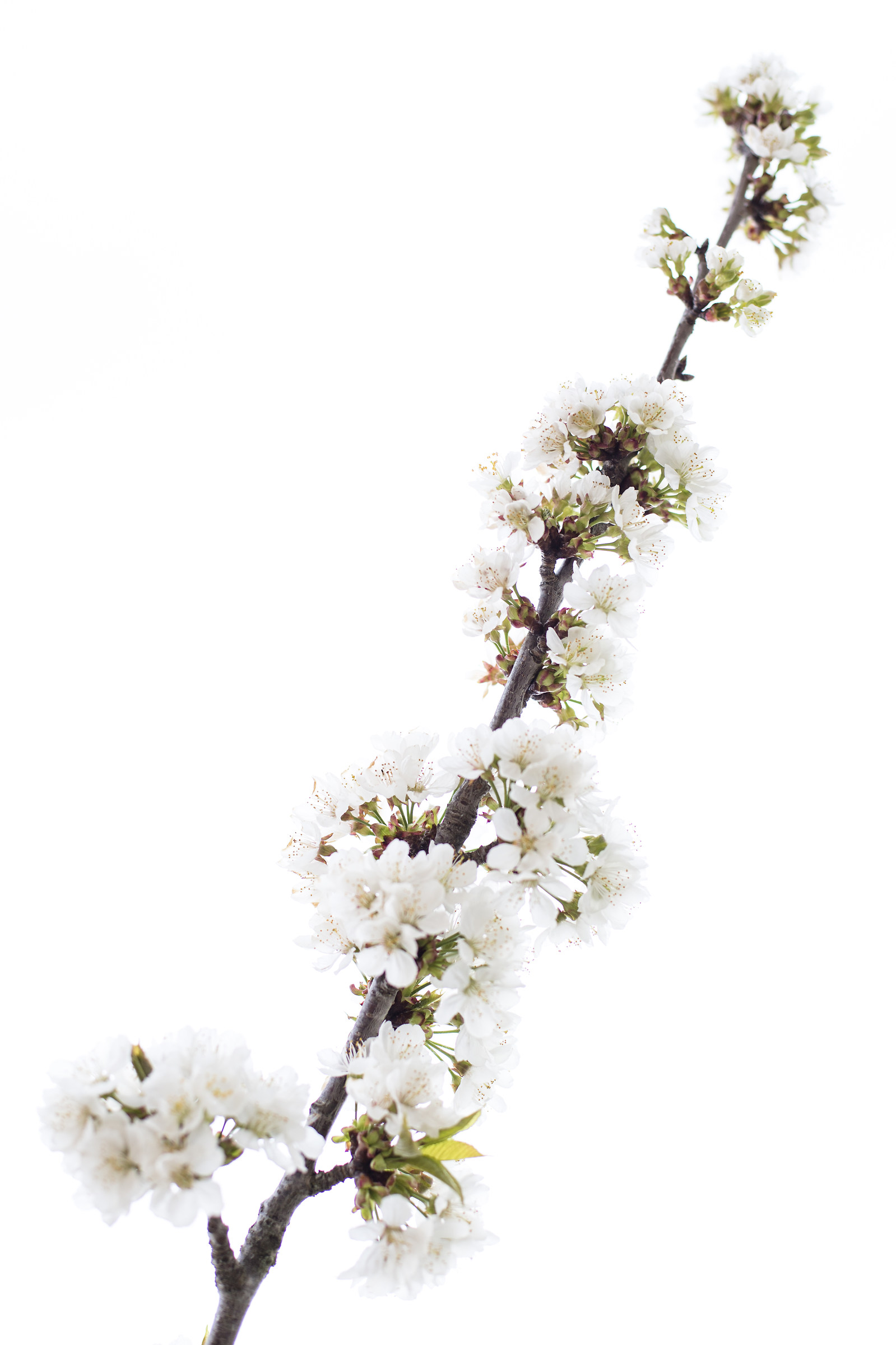 Spring in the garden