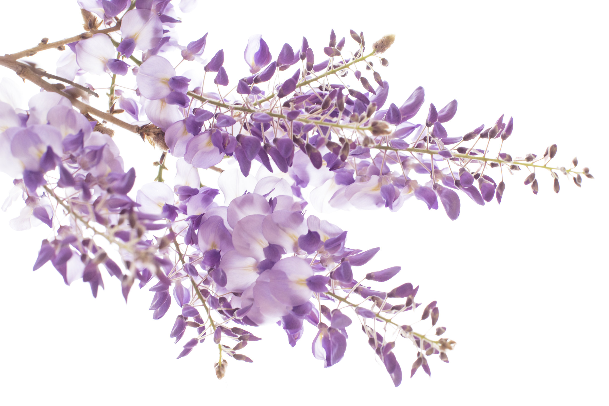 Spring in the garden