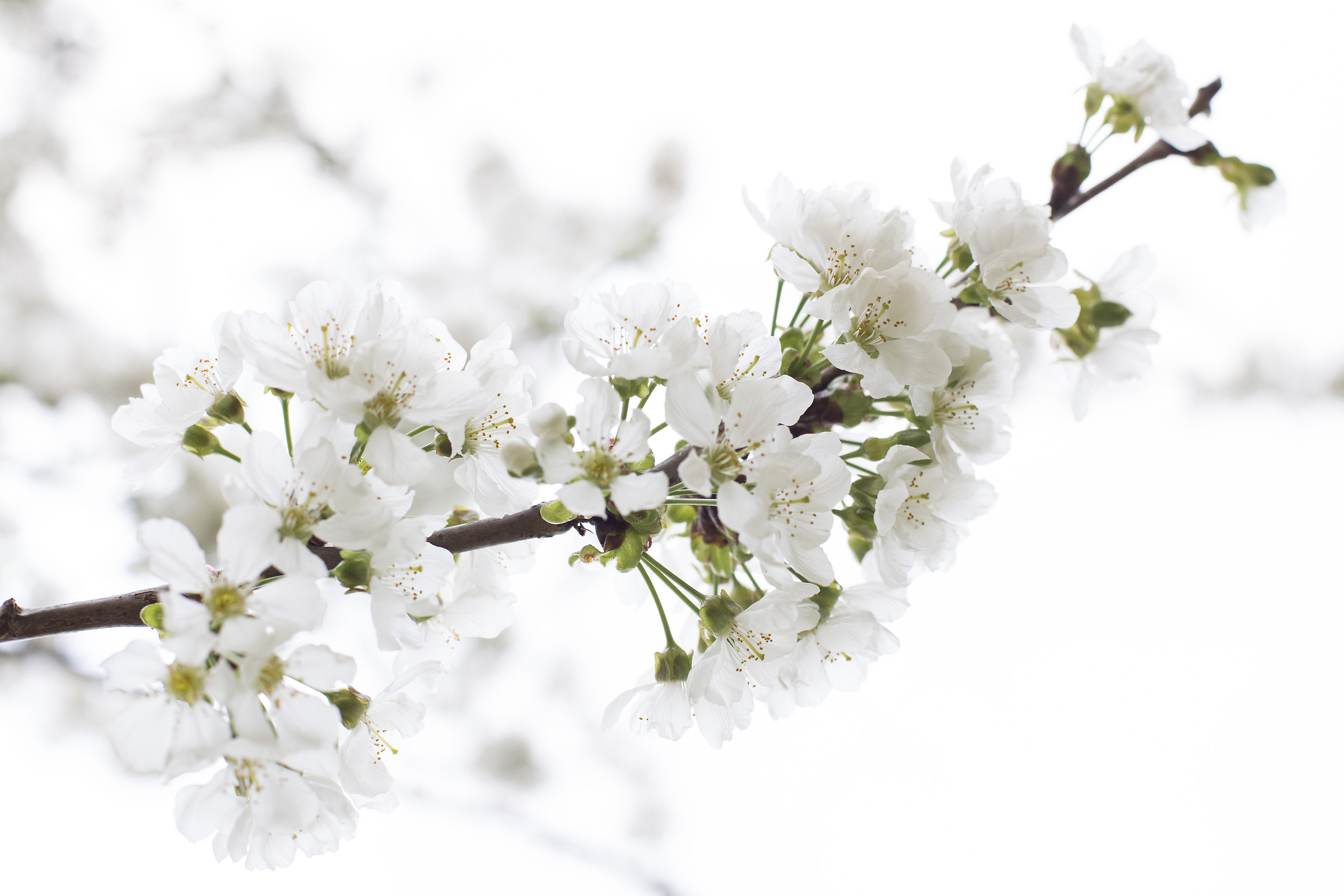 Spring in the garden