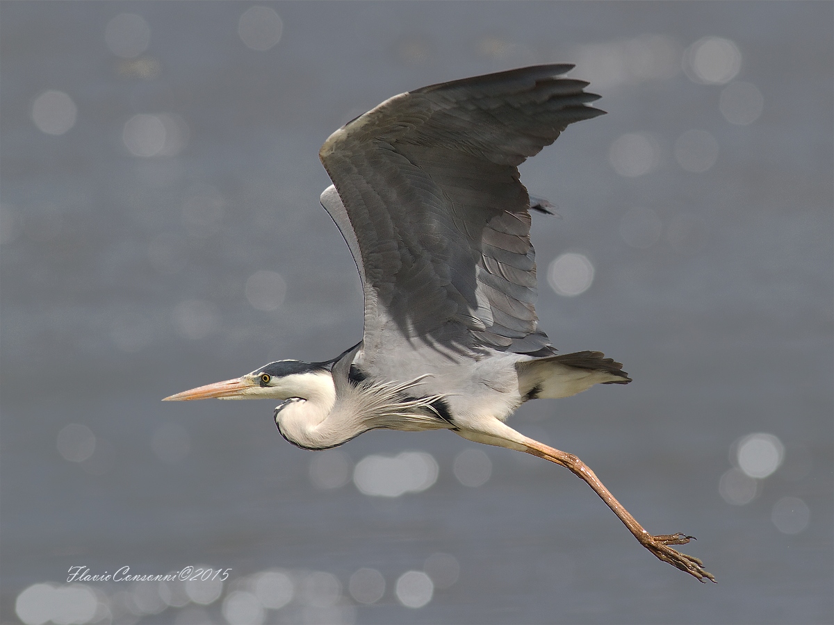 The takeoff of Cenerino