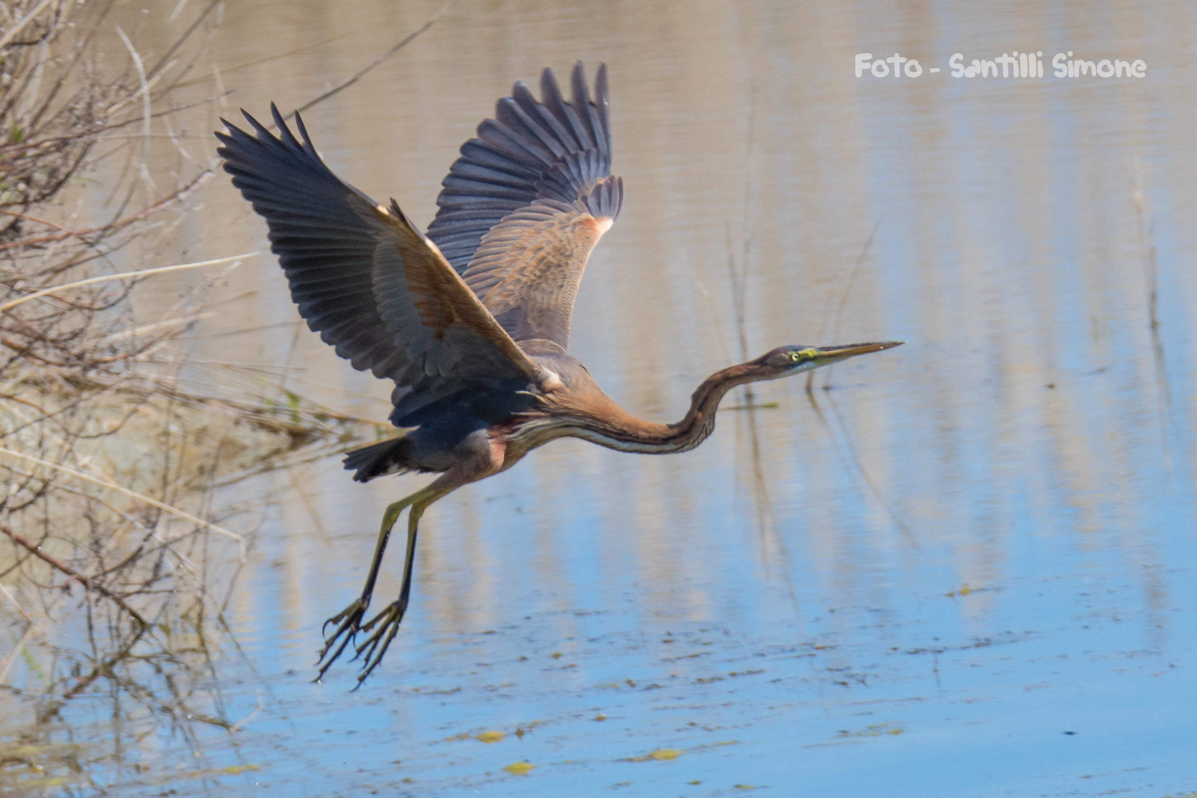 Purple Heron in flight
