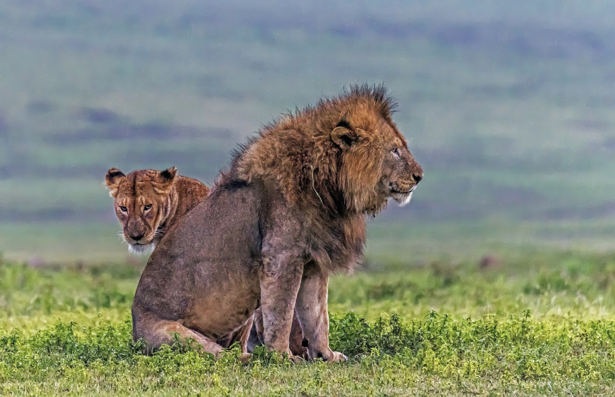 Tanzania 2017 - La coppia sotto la pioggia