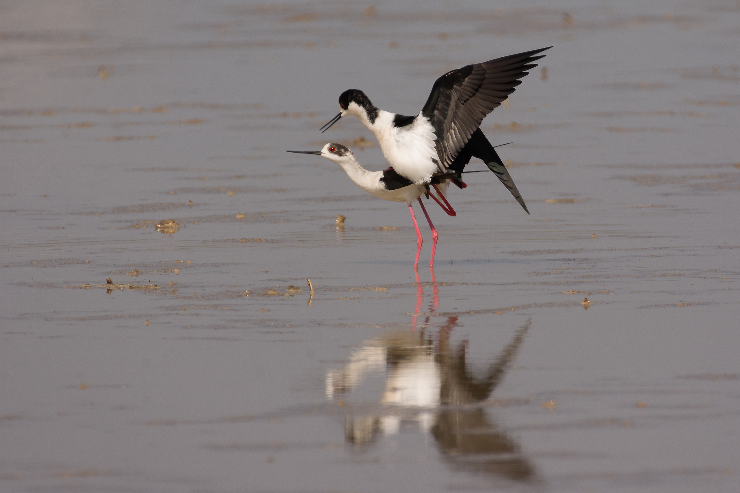 "Knight" fast ..... .....