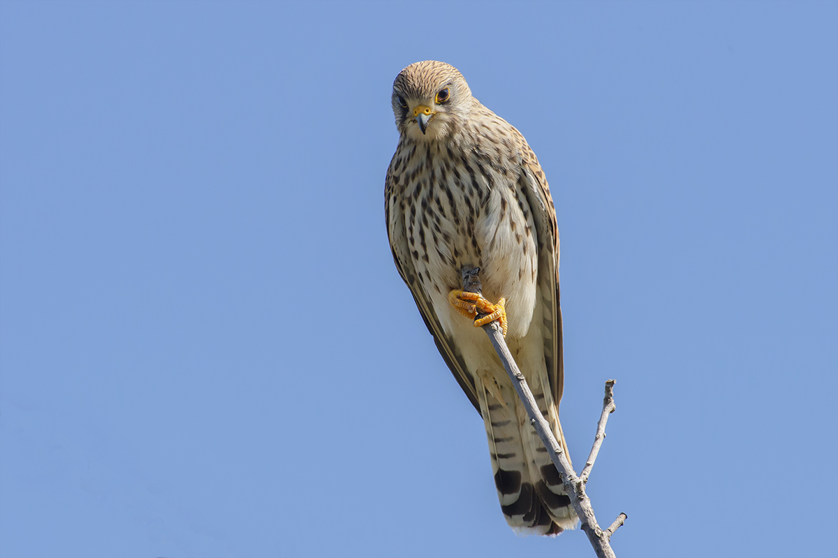 appeso ad un rametto (falco tinnunculus)
