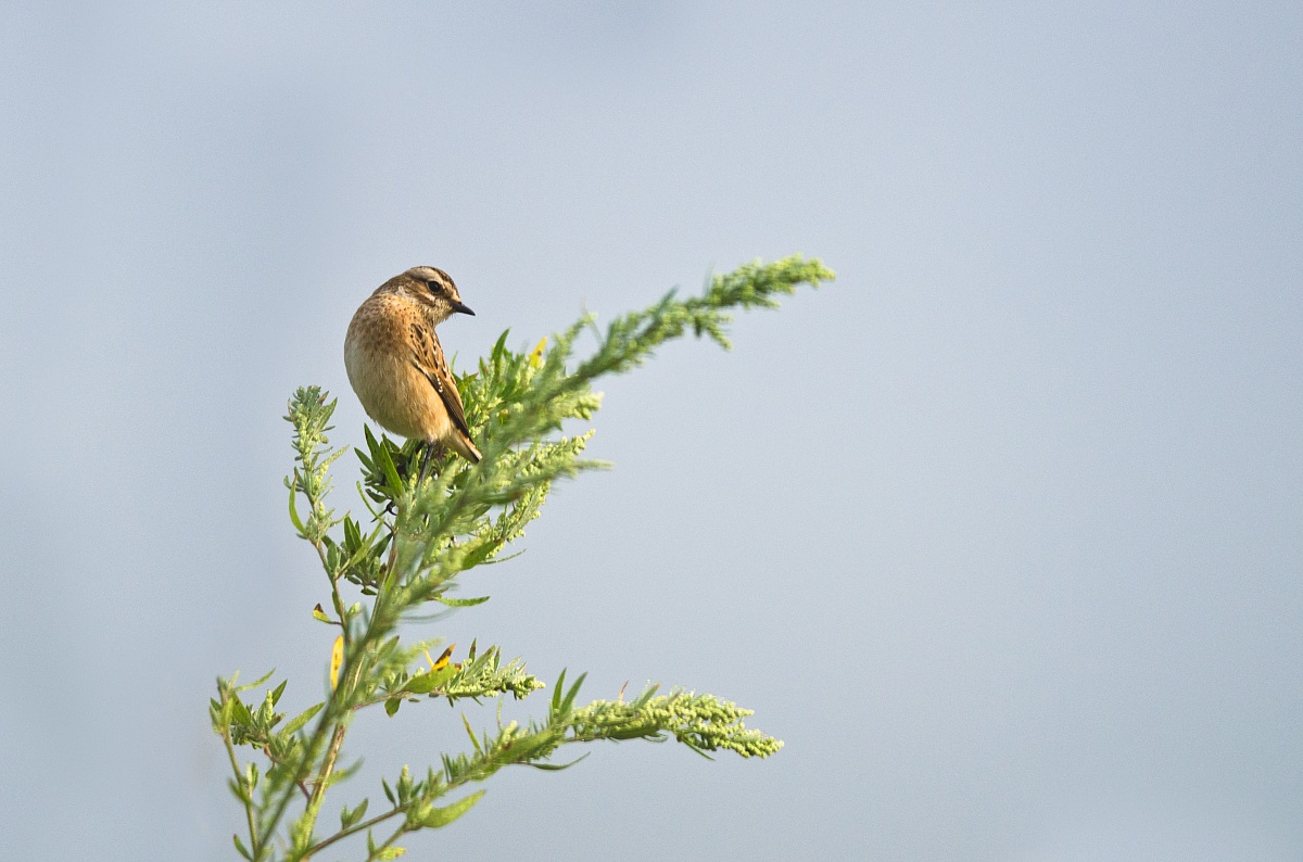 Whinchat