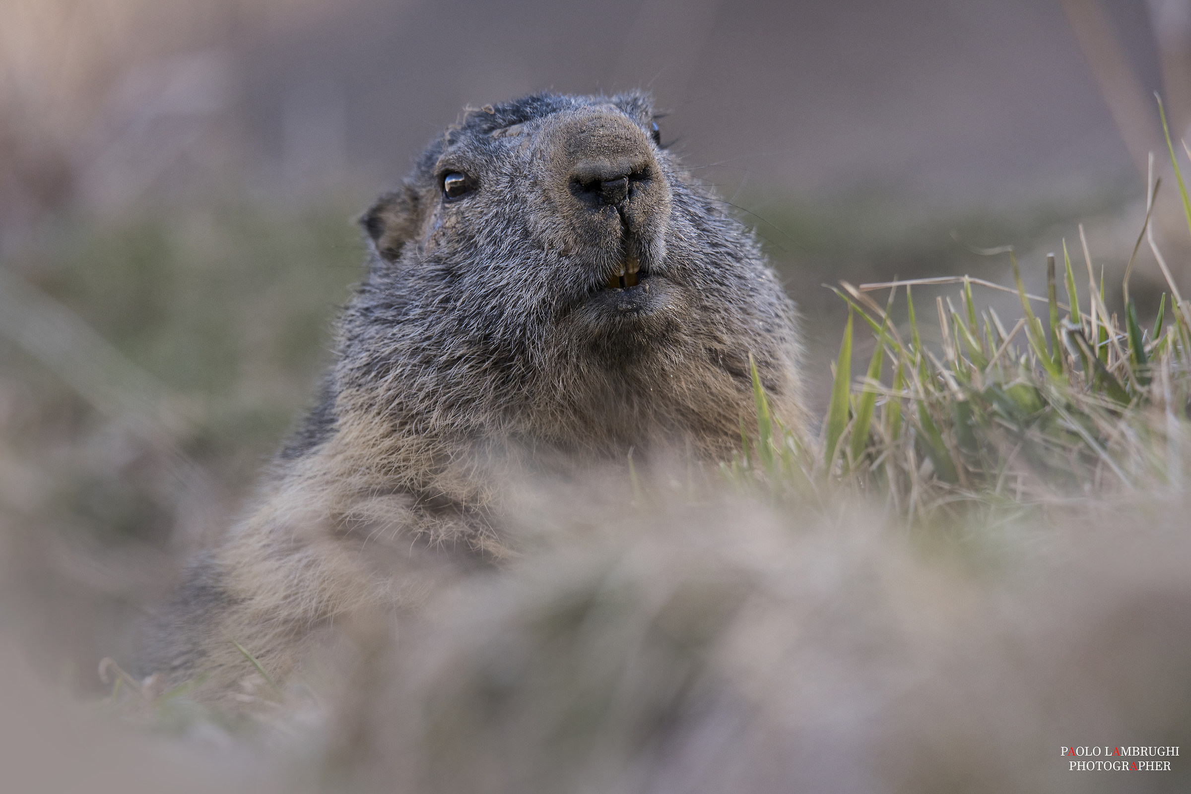 Marmot