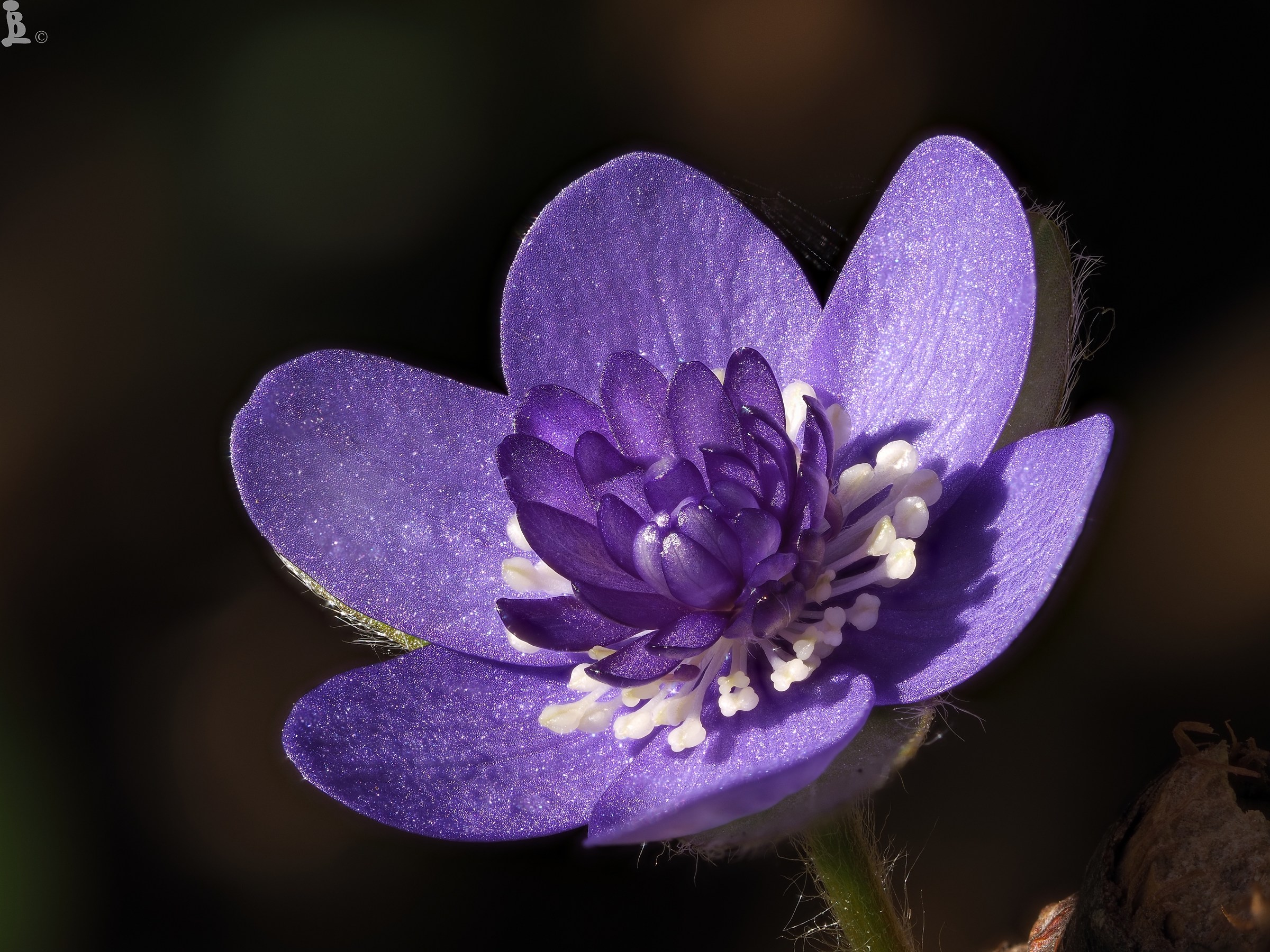 Hepatica nobilis 8 mutation