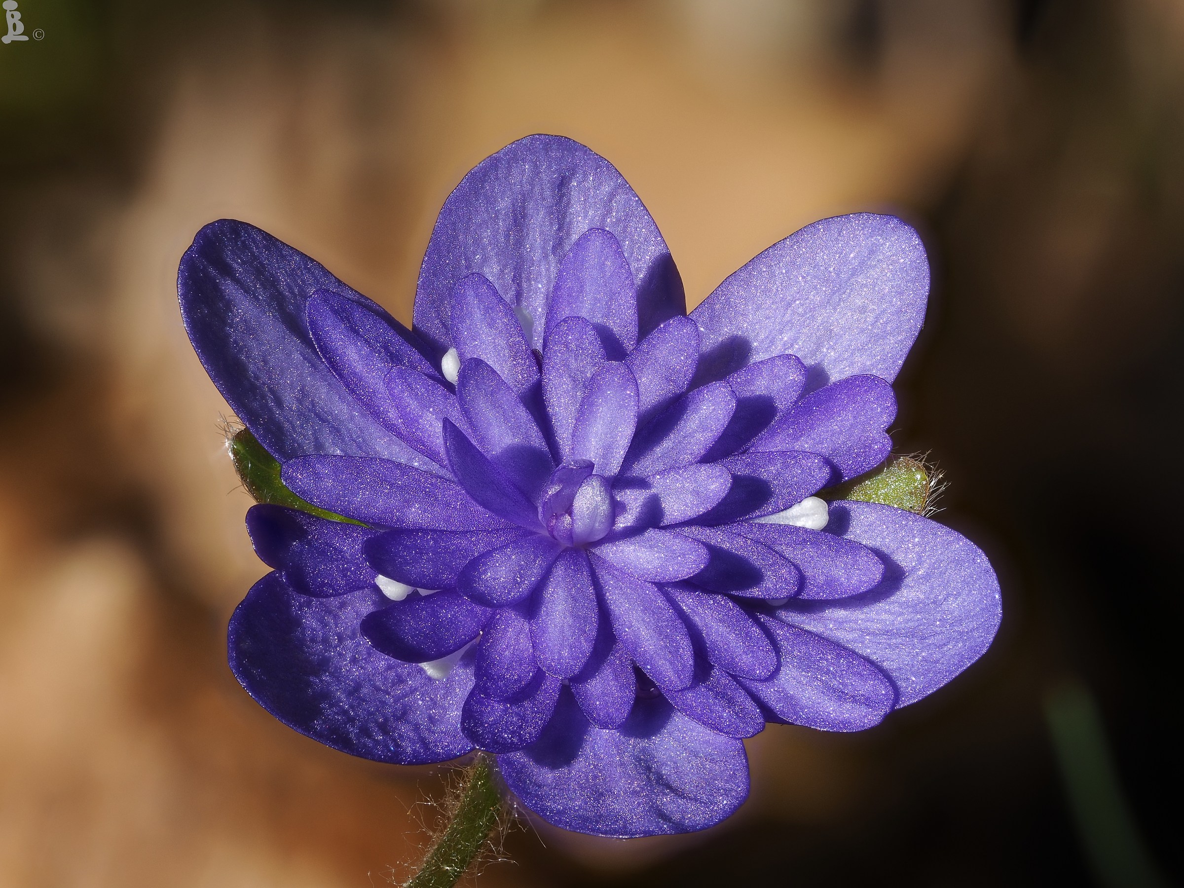 Hepatica nobilis 2 mutation