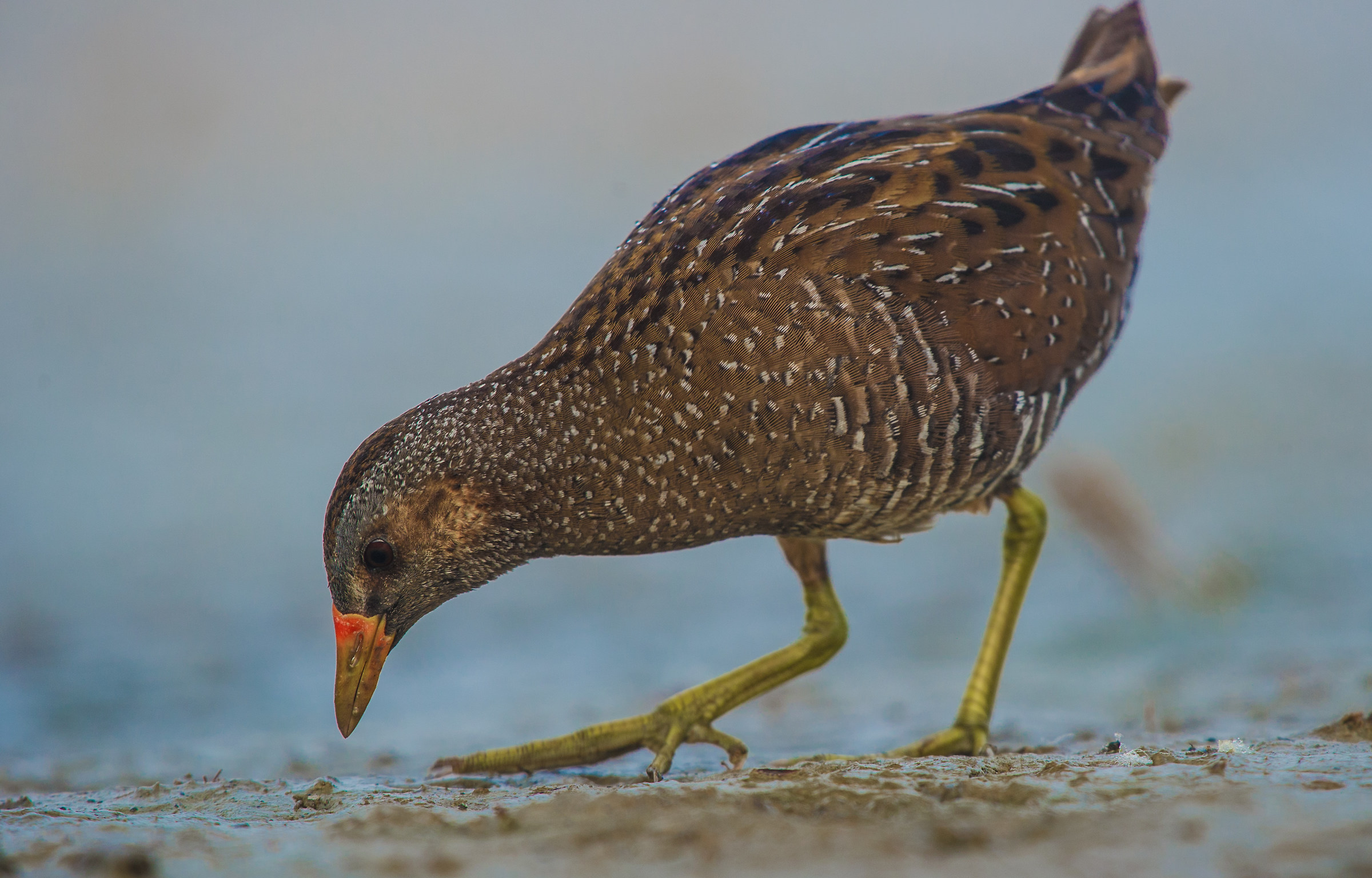 spotted crake