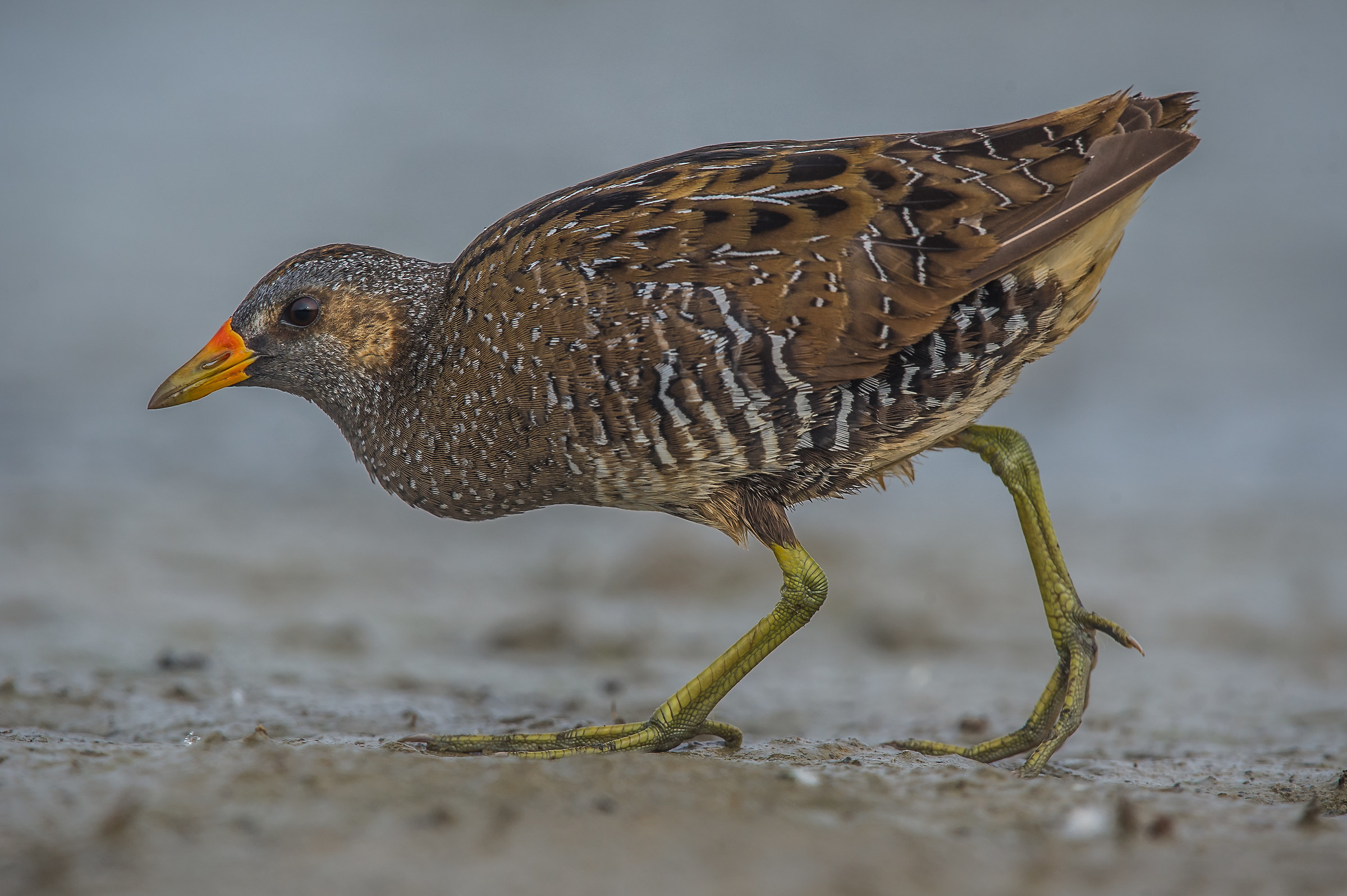 spotted crake