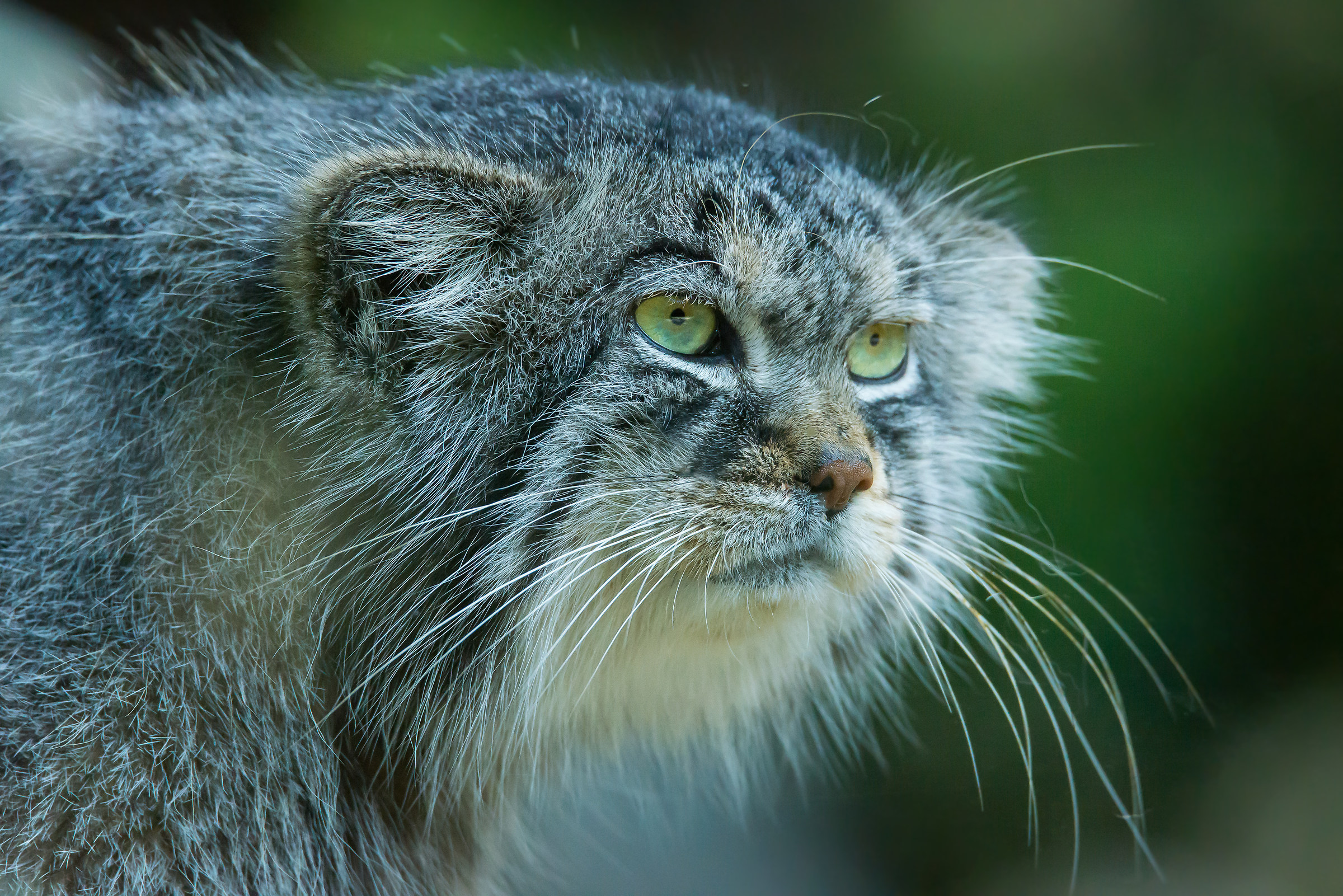 Manul dell'Asia Centrale