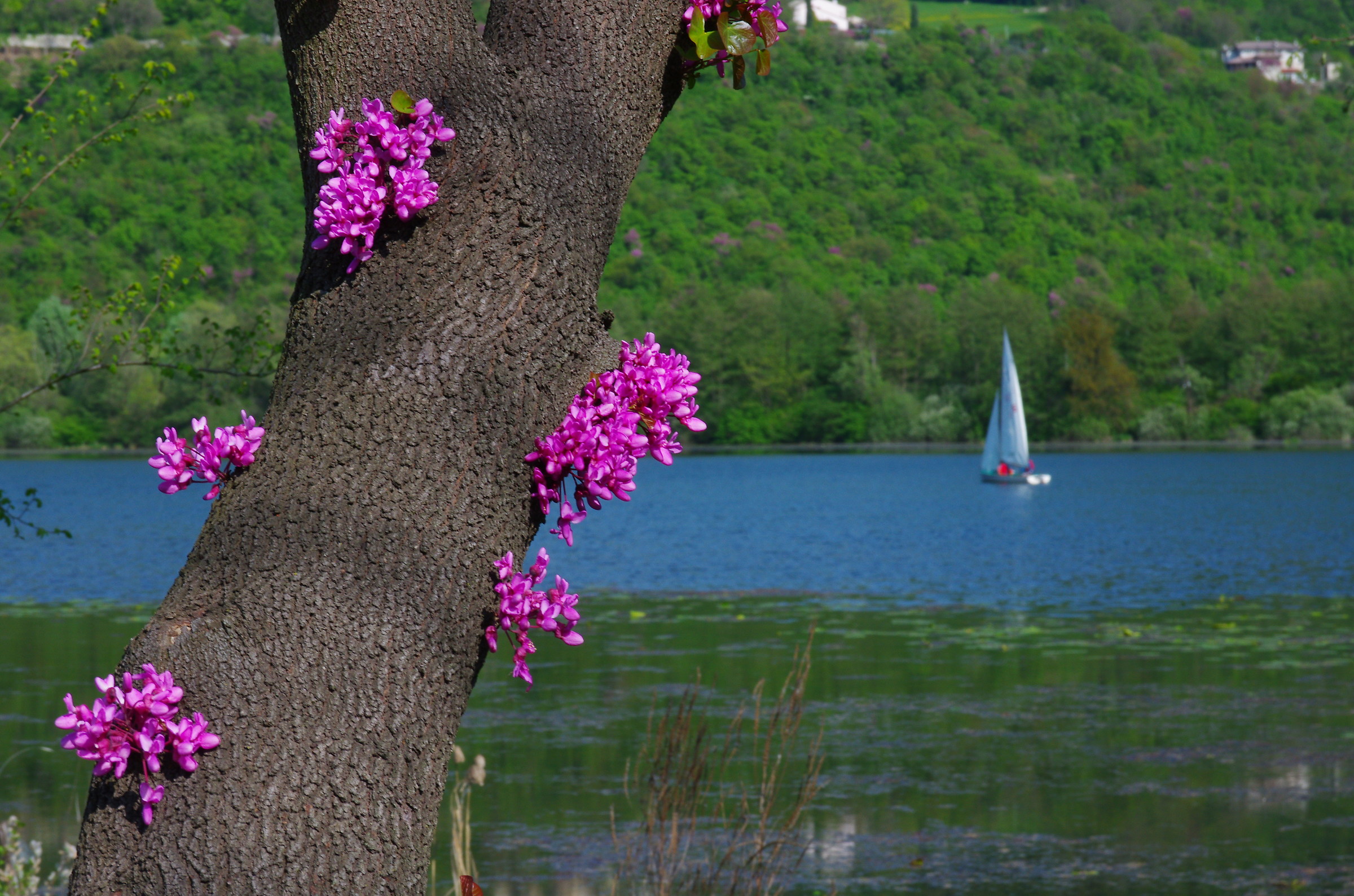 quel ramo sul lago di Fimon