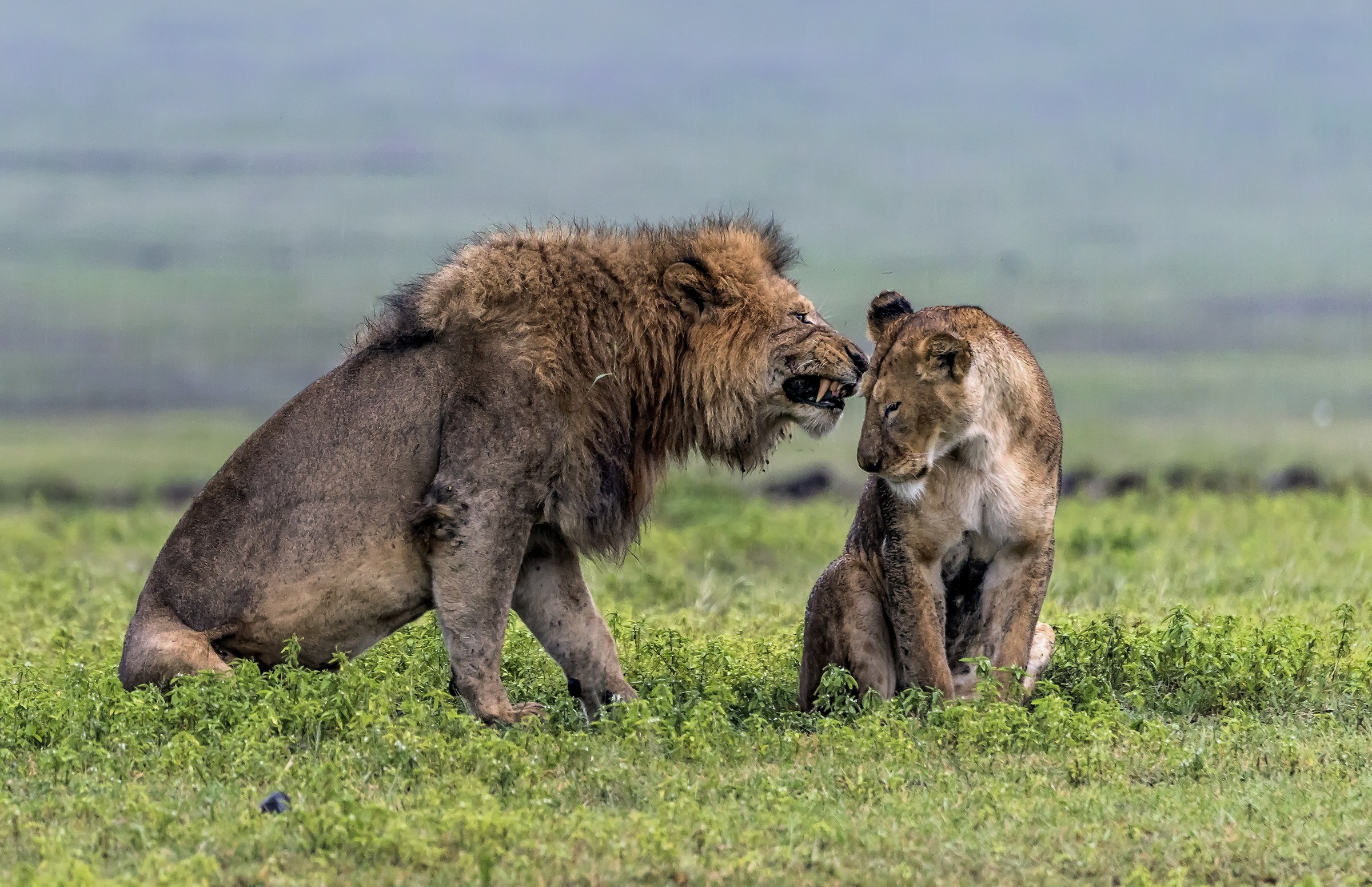 Tanzania 2017 - Love in the rain