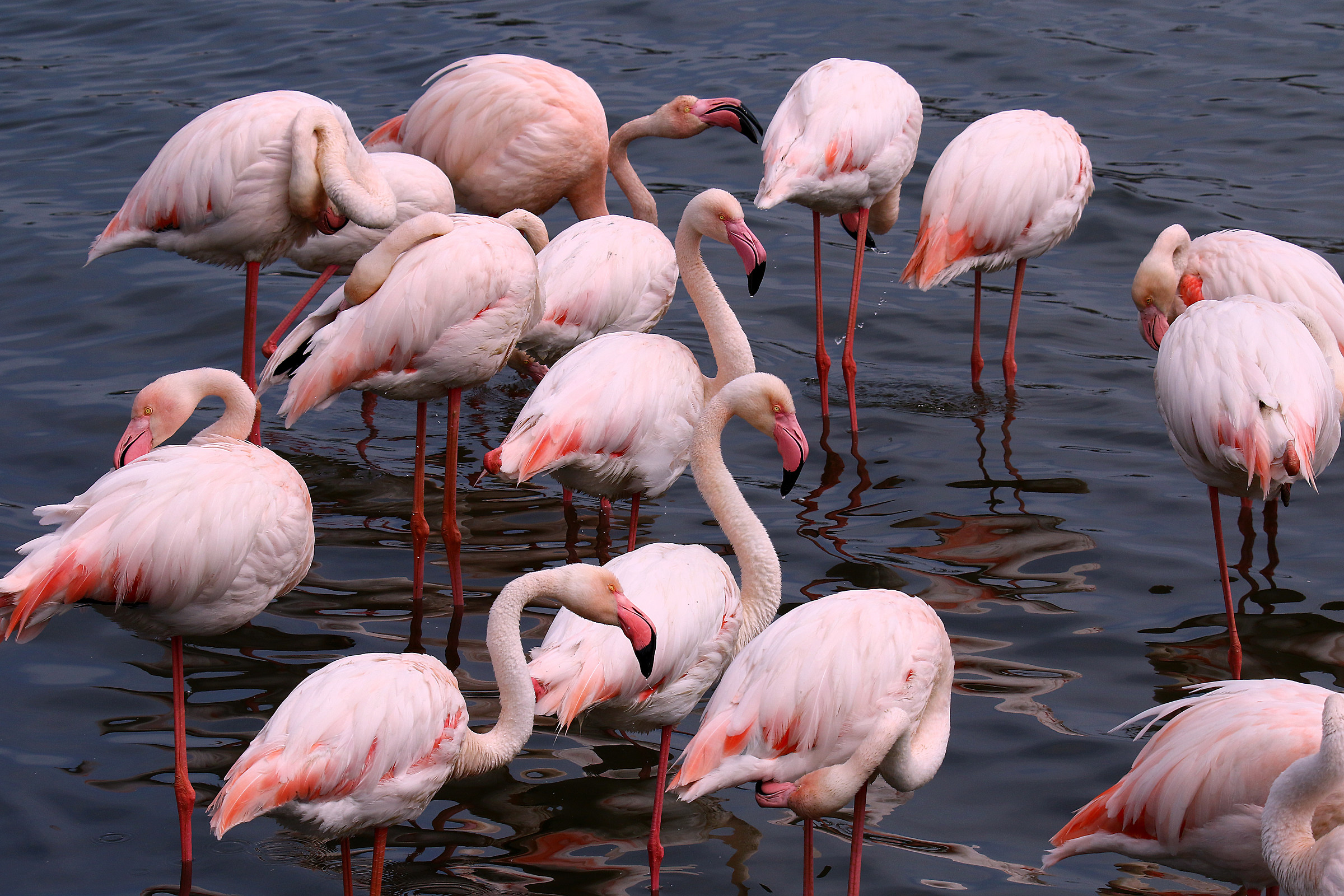 Pink Flamingos in the Reserve of lipu Priolo