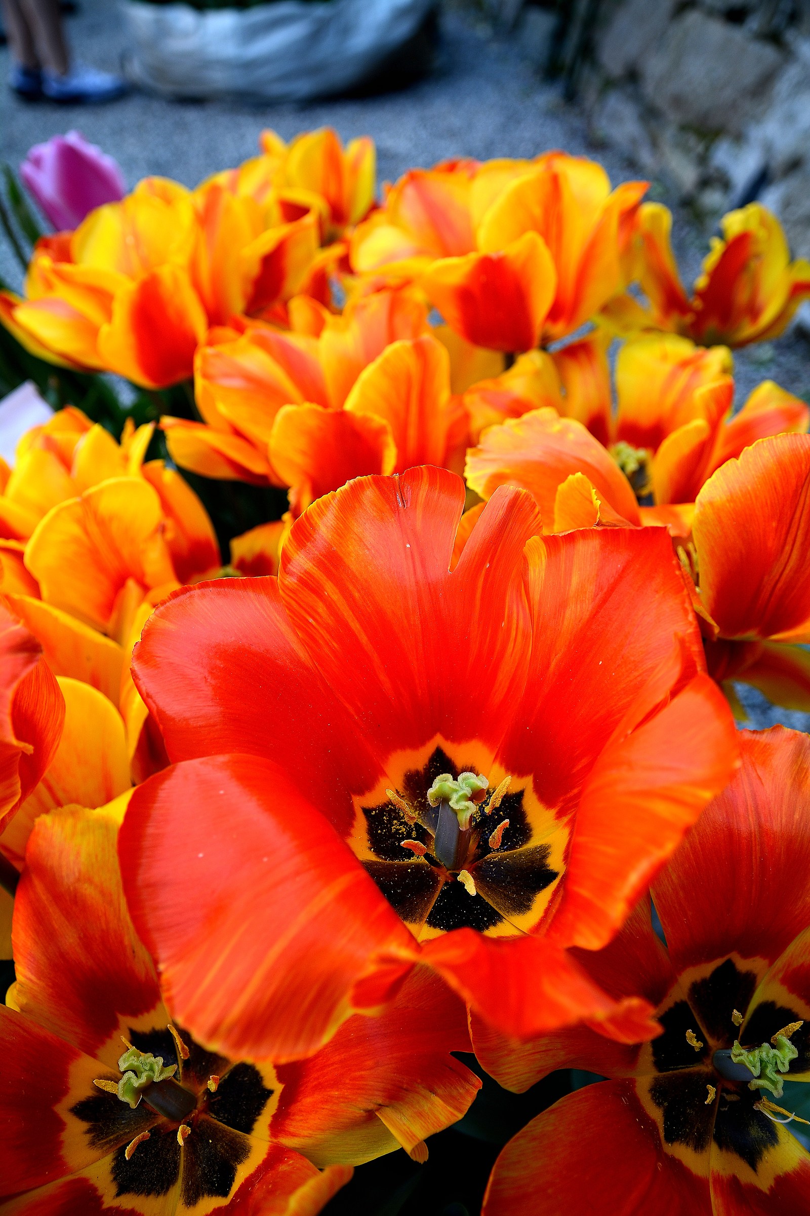 esplosione di colori