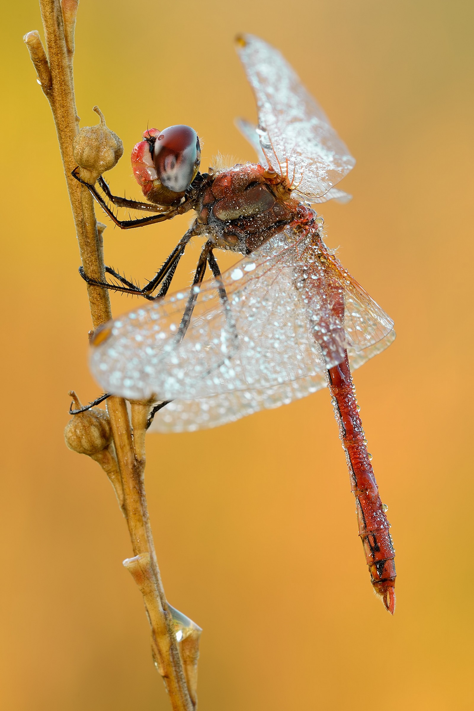 Sympetrum fonscolombii - male