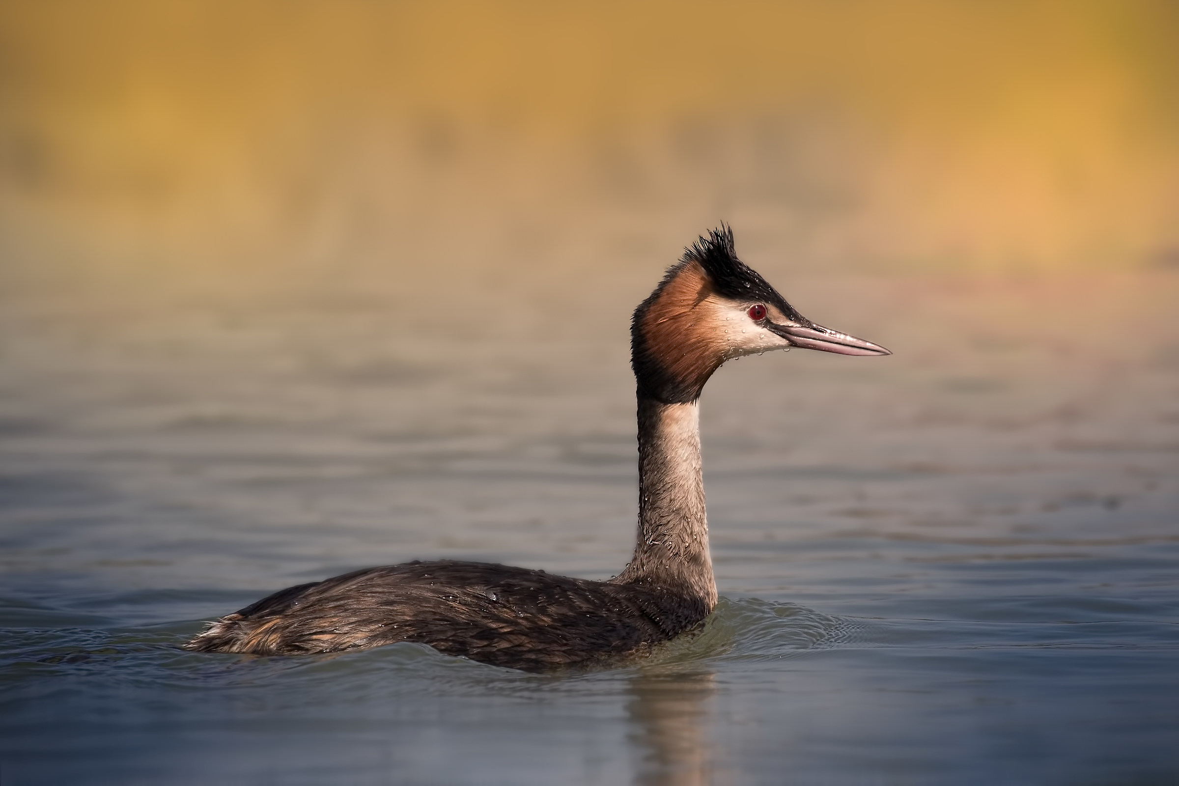 Lago Superiore di Mantova - Incontri 2017