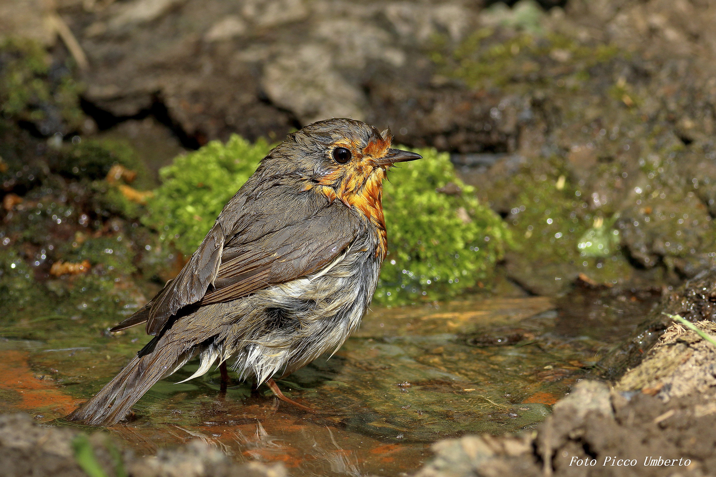 pettirosso a bagnomaria