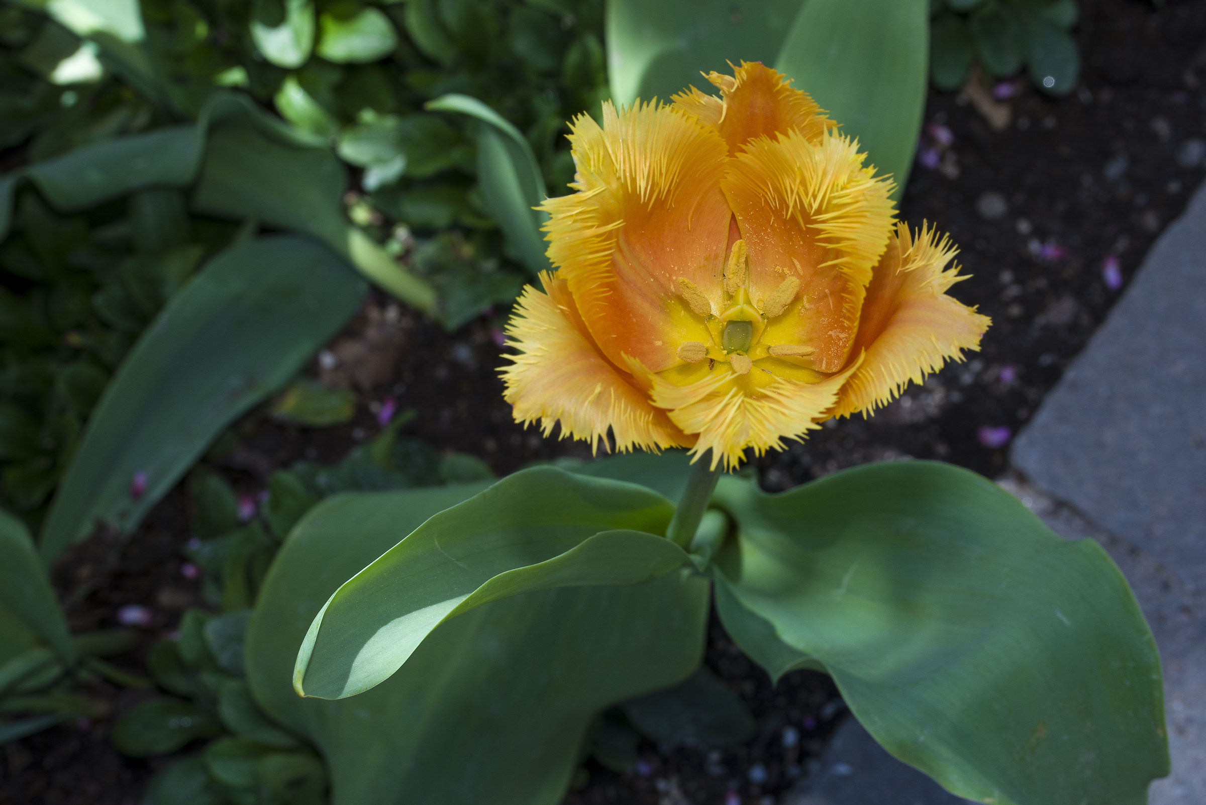 Tulip fringed