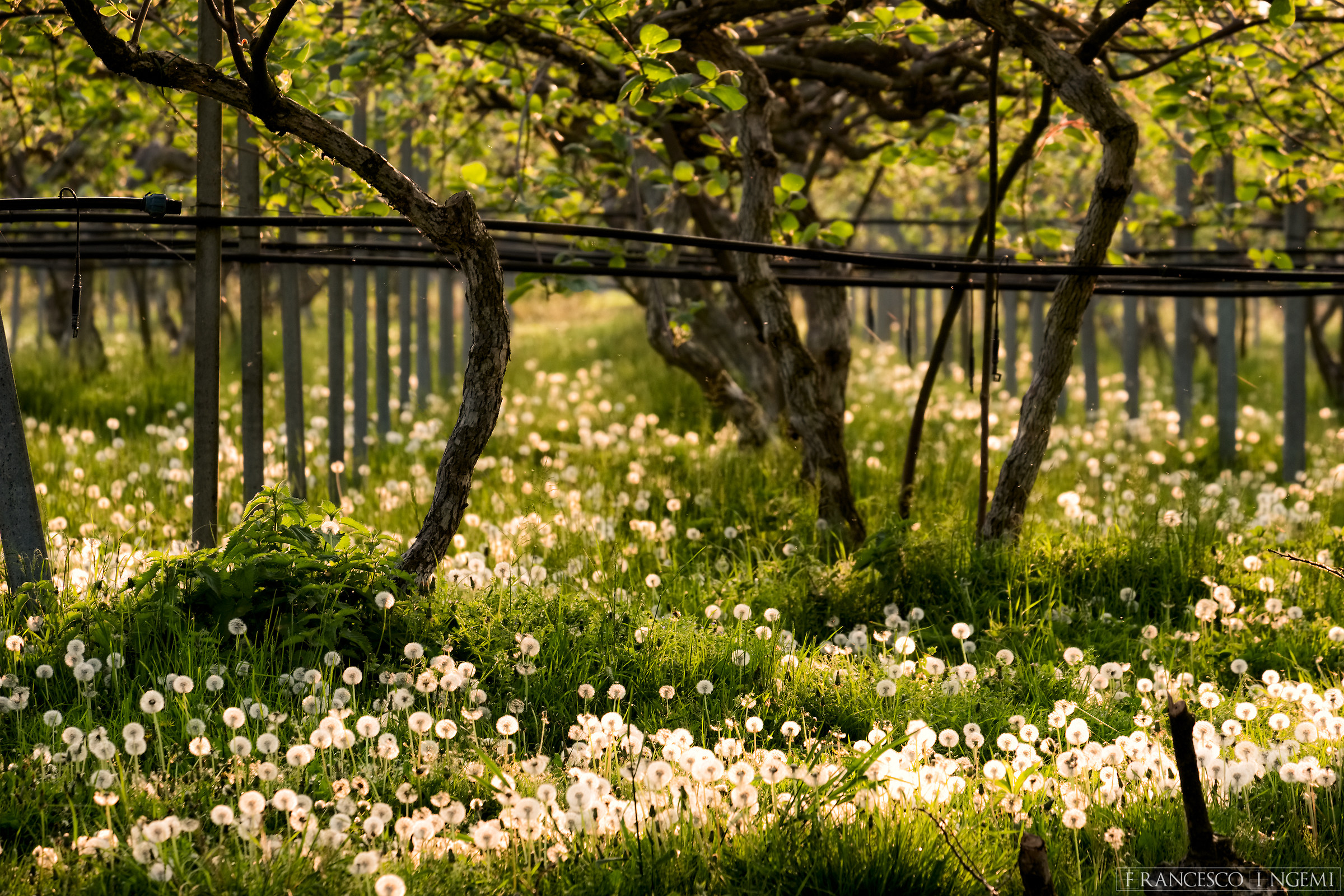 Un soffio di primavera