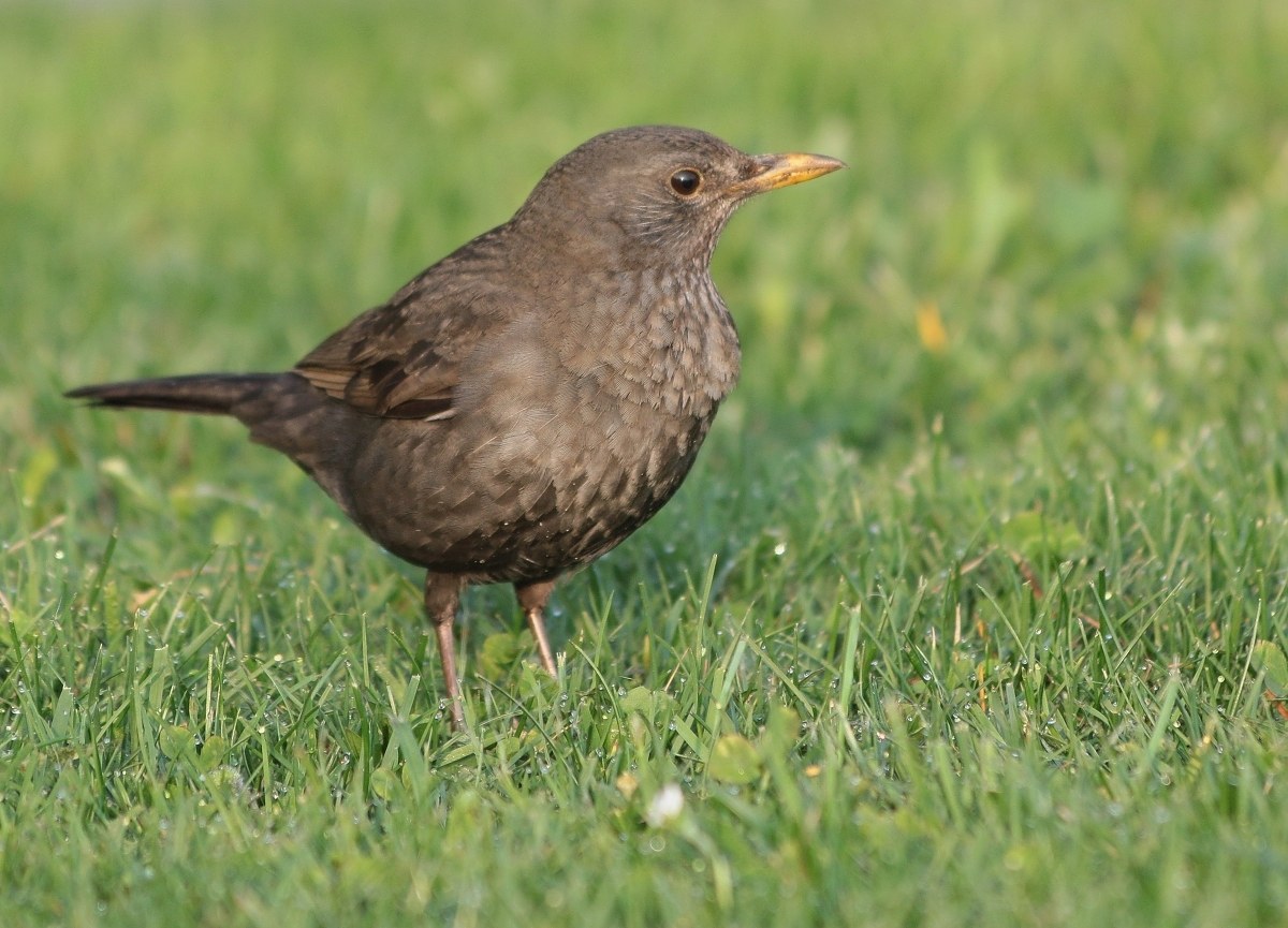 blackbird beautiful !!