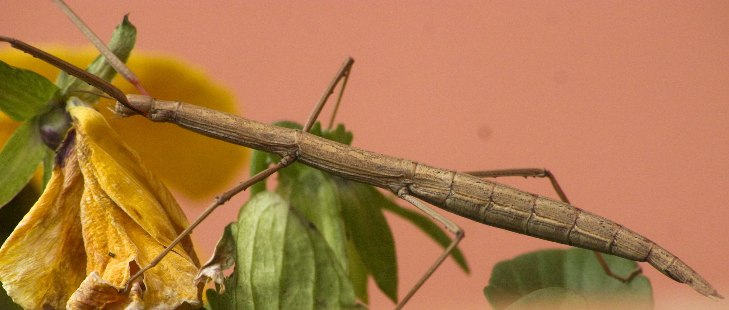 stick insect