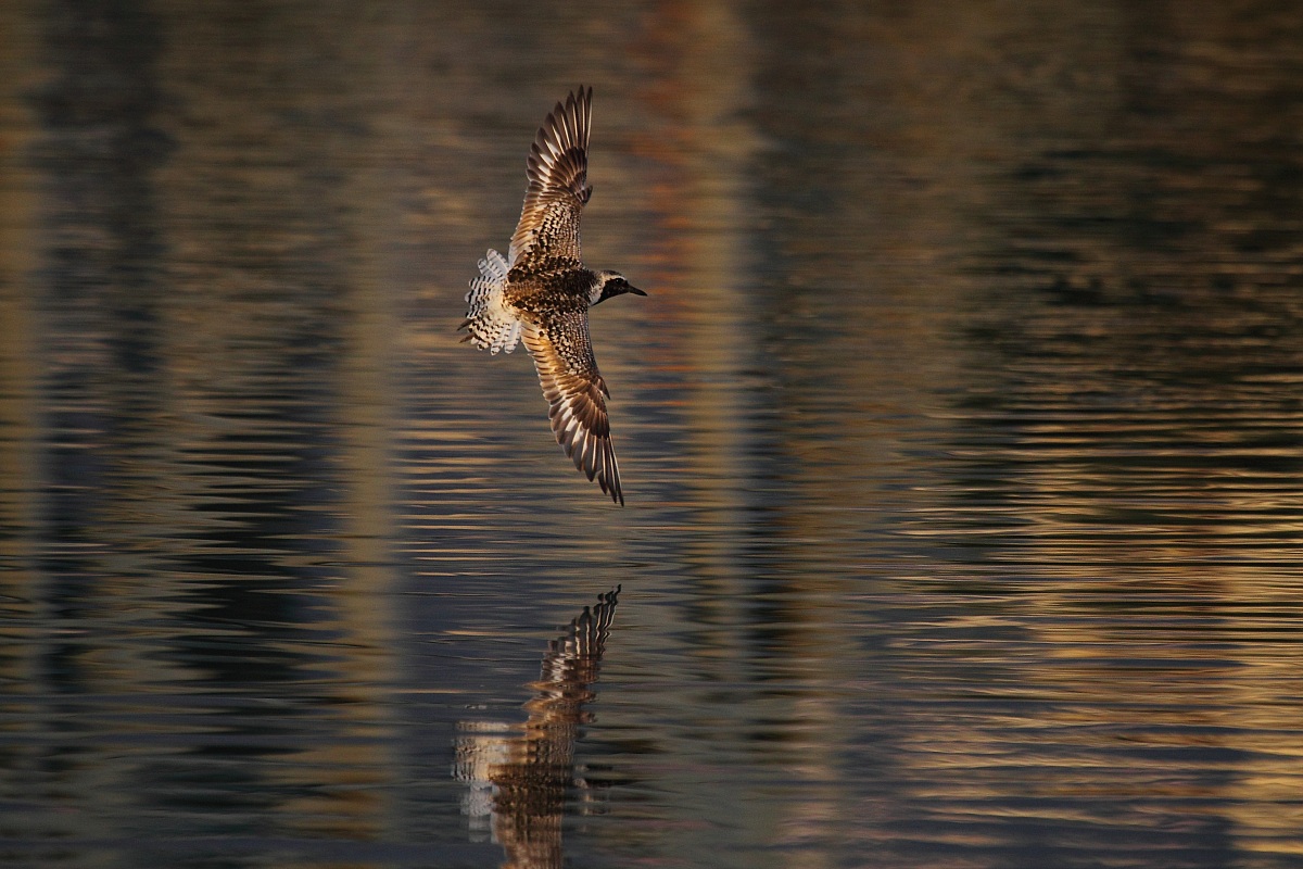pivieressa al tramonto