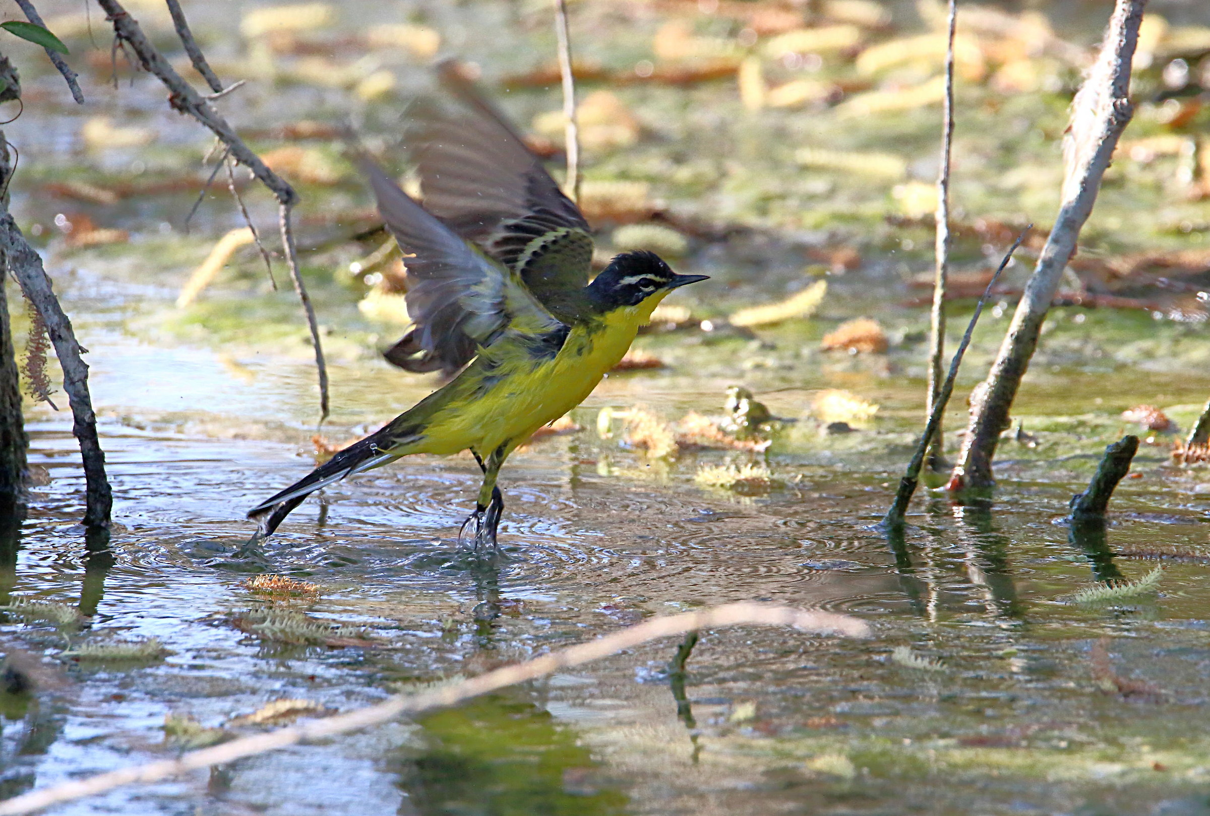 Yellow Wagtail