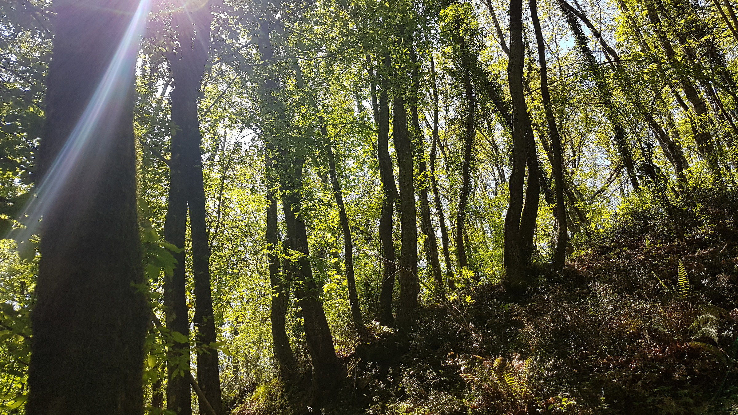 Sole nel bosco