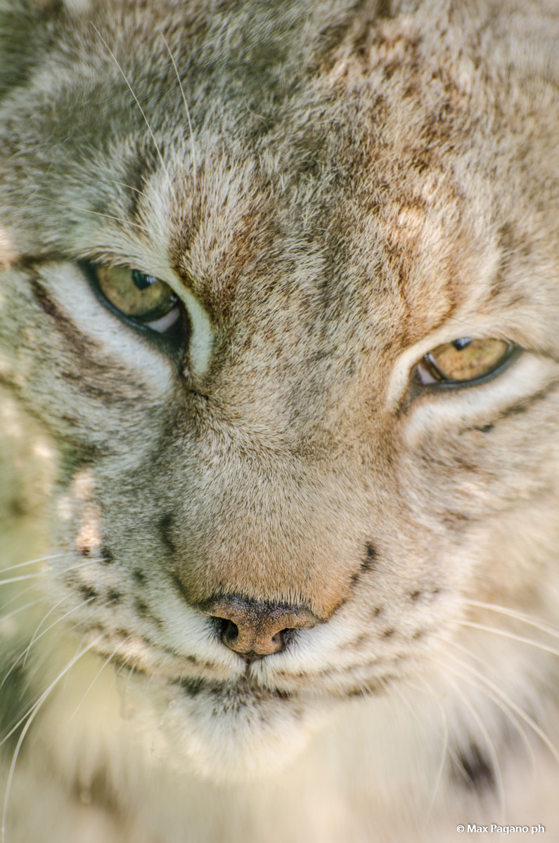 Lince, wildlife area Civitella Alfedena