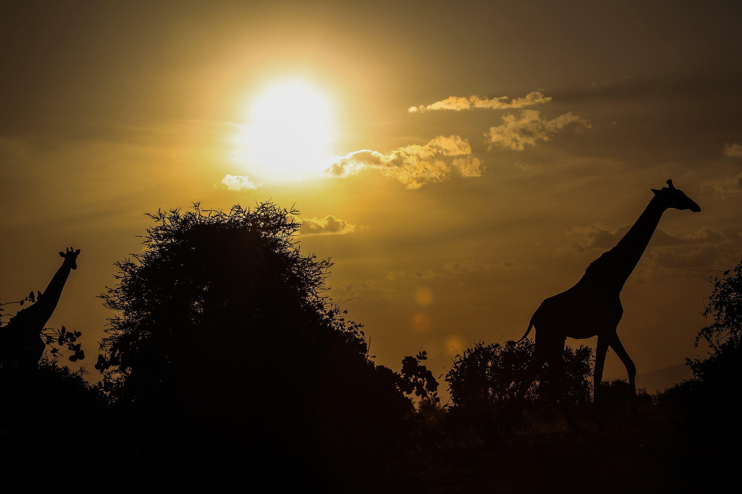 Giraffe at sunset