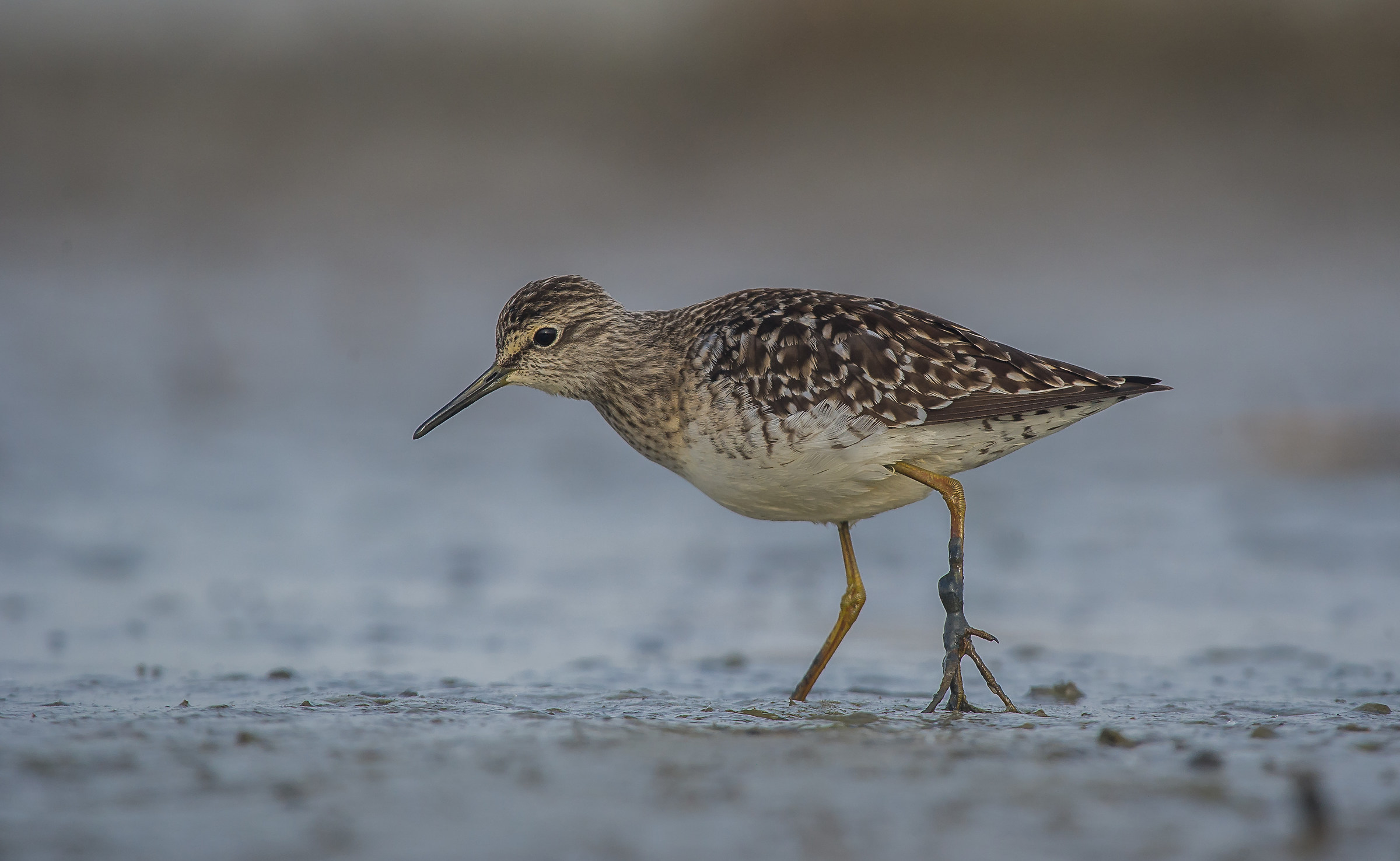 piro piro boschereccio