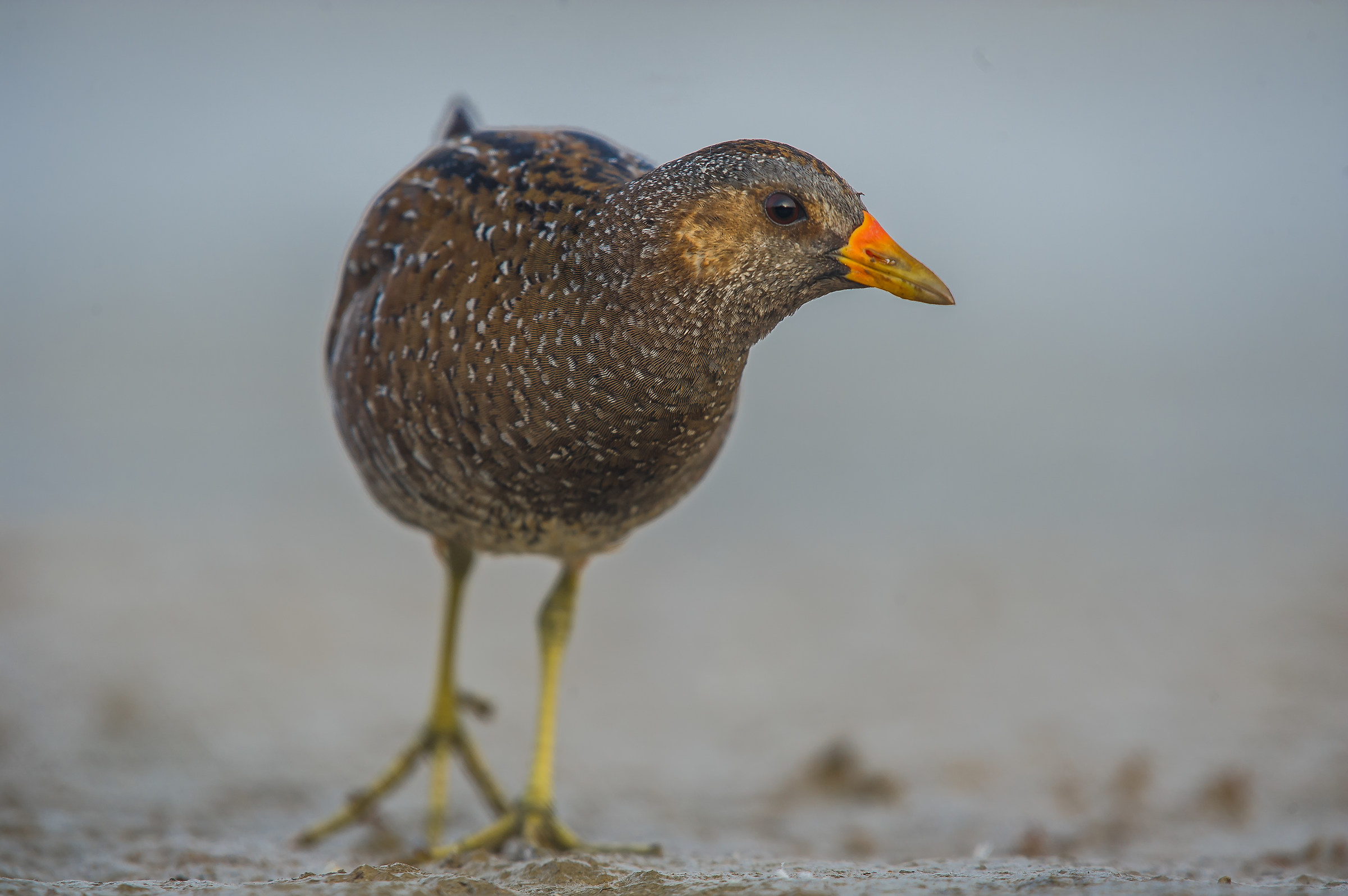 spotted crake