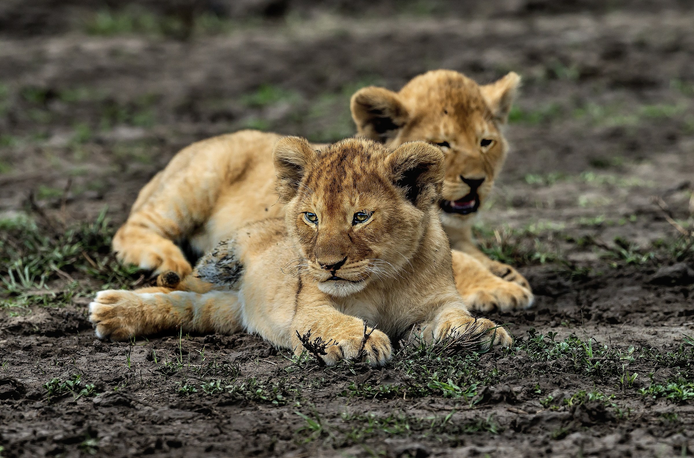 Tanzania 2017 - Cubs