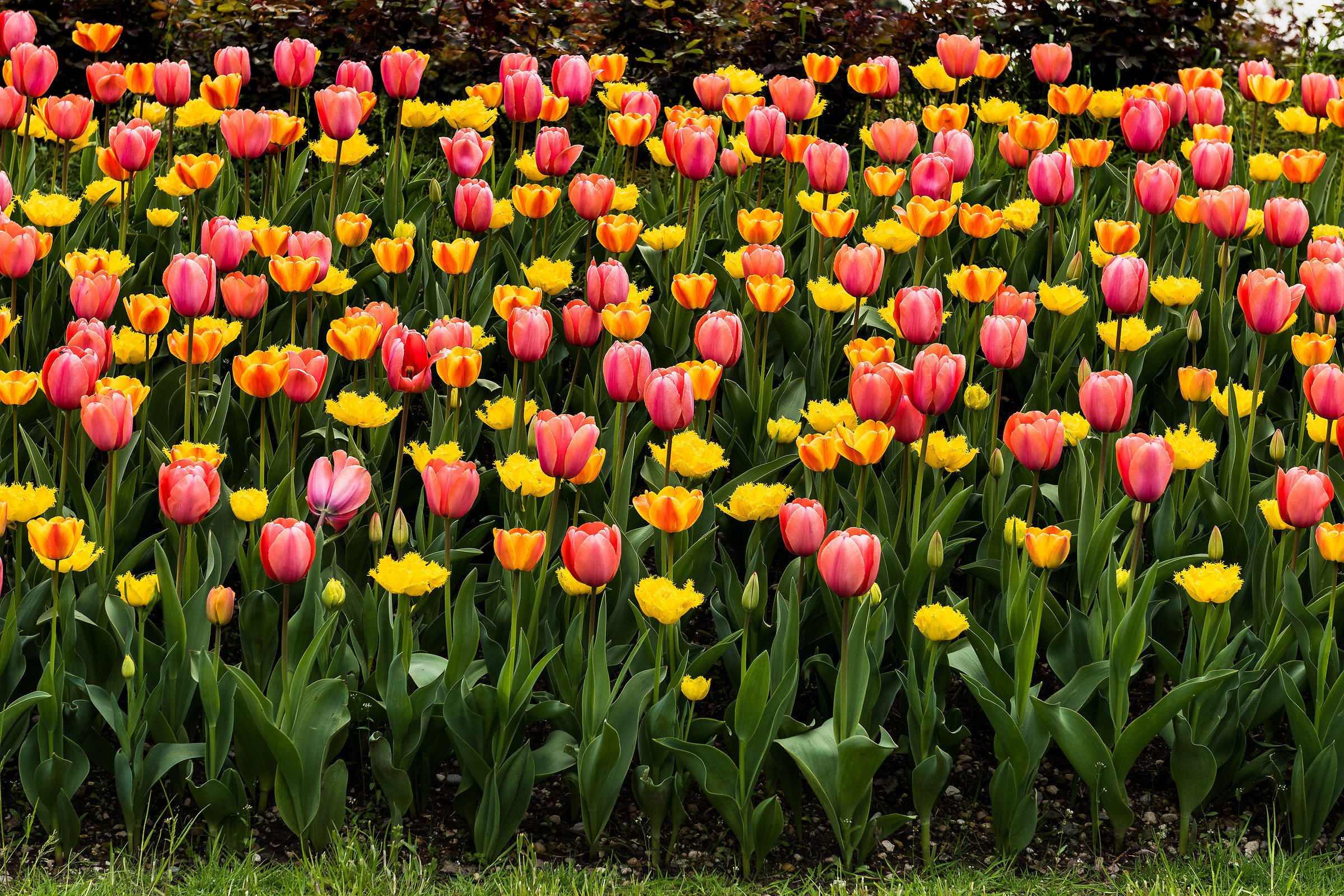 parco giardino Sigurtà